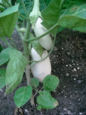 White Eggplant&nbsp;