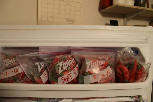We love preserving food. Whether freezing, canning, jarring, or stocking up the root cellar, there are so many ways to keep your garden harvest alive through the winter. Our freezer is stocked with soups, sauces, herbs, and most importantly our favorite chili peppers which we include in every meal.