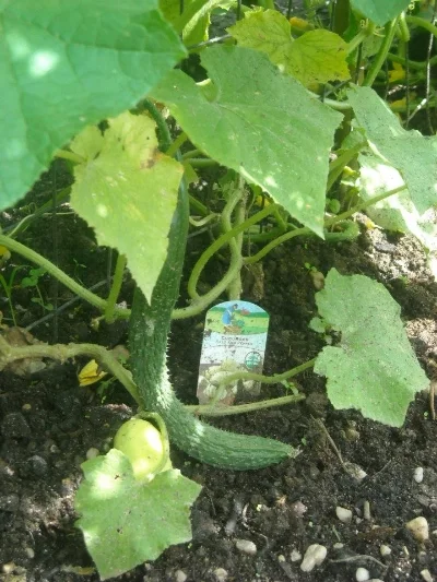 Cucumbers of all kinds. Suyo-longs are among our favorites. 