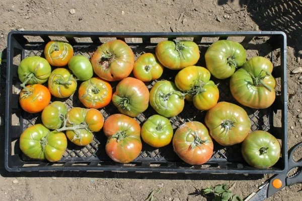 And, of course, tomatoes. Here's a basket of heirloom brandywines ... perfect for summer salads.&nbsp;