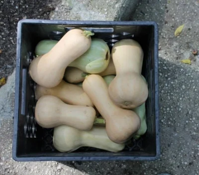 Butternut Squash.... soup for the whole winter! 