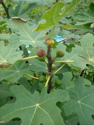 Plant a Fig tree today!