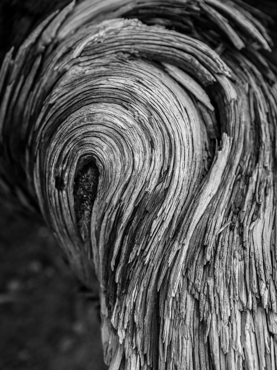 places_gfro_0003_Layer 2.jpg