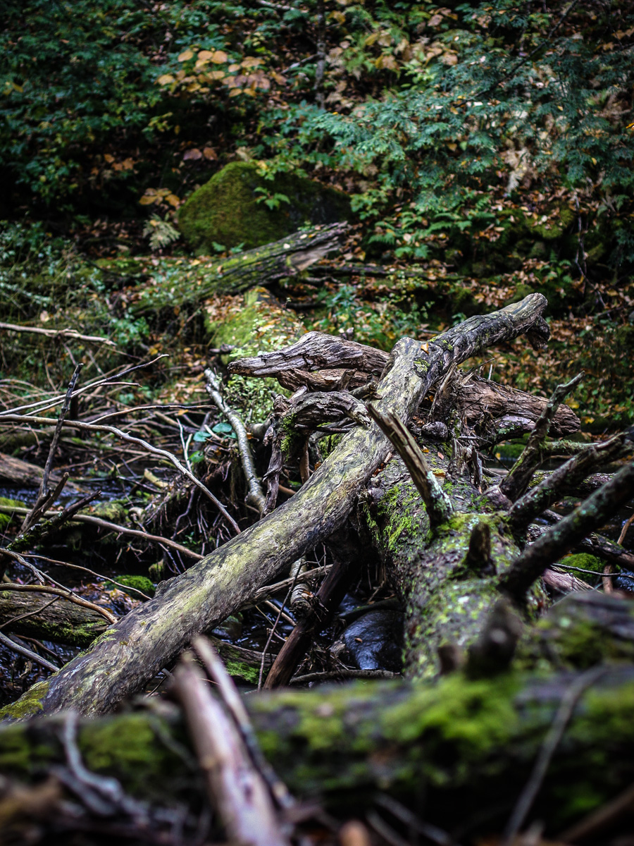 woods.jpg
