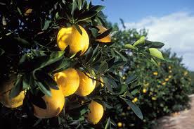 citrus groves.jpg