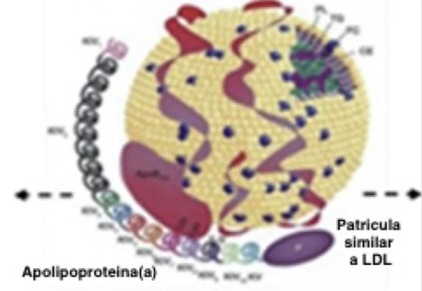 Lipoproteina(a): para que serve? — Dr.Julio Marchini