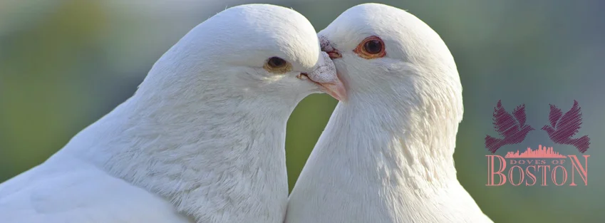 DOB Facebook Cover Photo.JPG