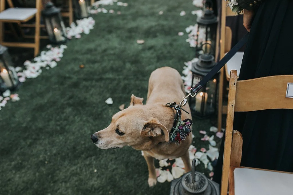 Alicia+lucia+photography+-+albuquerque+wedding+photographer+-+santa+fe+wedding+photography+-+new+mexico+wedding+photographer+-+albuquerque+wedding+-+santa+fe+wedding+-+dogs+in+weddings+-+wedding+dogs+-+real+weddings_0006.jpg
