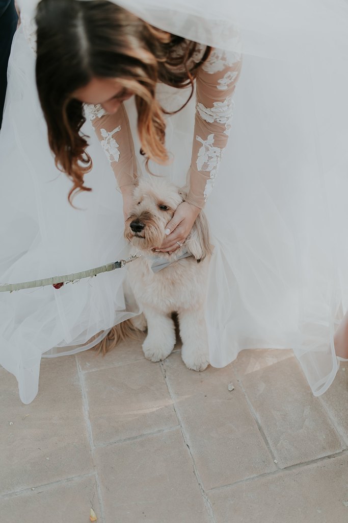 Alicia+lucia+photography+-+albuquerque+wedding+photographer+-+santa+fe+wedding+photography+-+new+mexico+wedding+photographer+-+albuquerque+wedding+-+santa+fe+wedding+-+dogs+in+weddings+-+wedding+dogs+-+real+weddings_0008.jpg