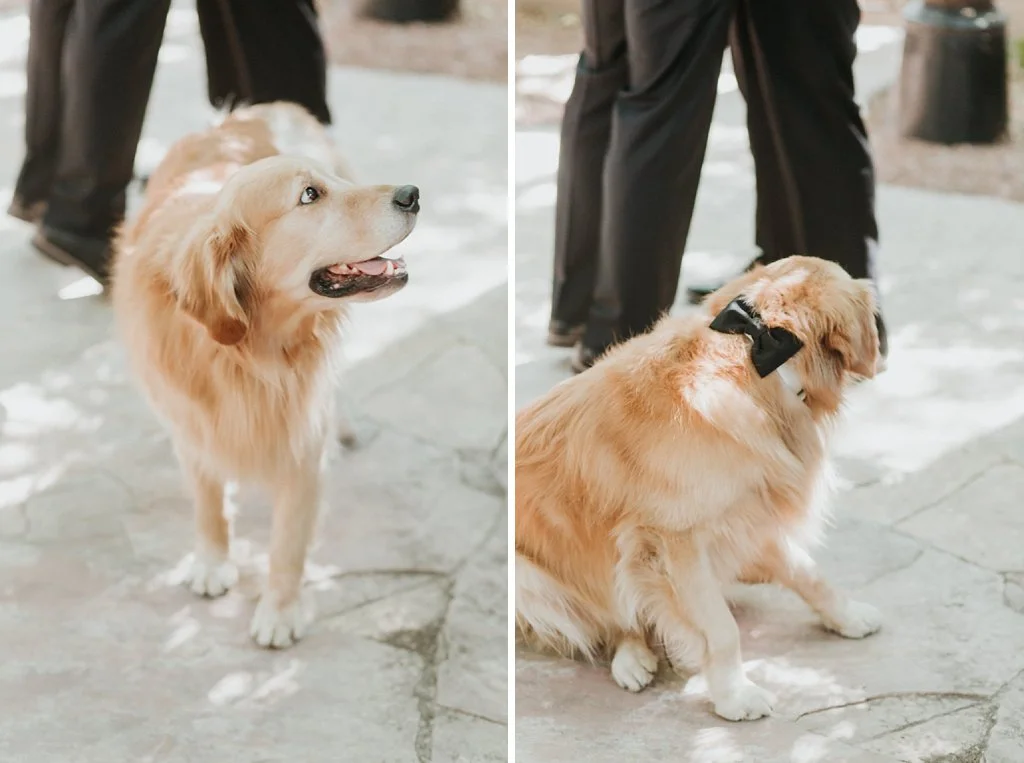 Alicia+lucia+photography+-+albuquerque+wedding+photographer+-+santa+fe+wedding+photography+-+new+mexico+wedding+photographer+-+albuquerque+wedding+-+santa+fe+wedding+-+dogs+in+weddings+-+wedding+dogs+-+real+weddings_0035.jpg