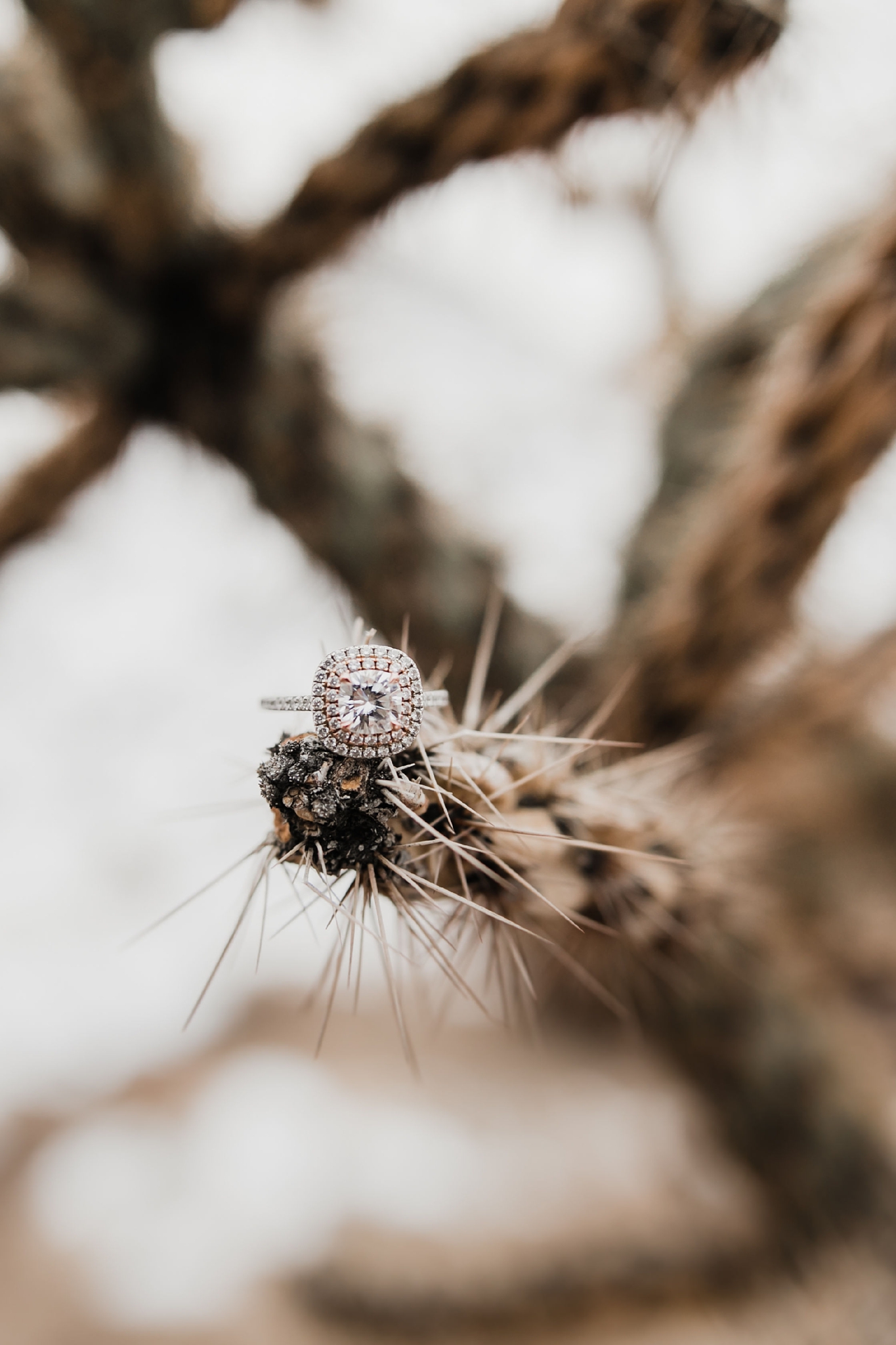 Alicia+lucia+photography+-+albuquerque+wedding+photographer+-+santa+fe+wedding+photography+-+new+mexico+wedding+photographer+-+new+mexico+wedding+-+engagement+-+albuquerque+engagement+-+winter+engagement+-+hyatt+tamaya+wedding_0022.jpg