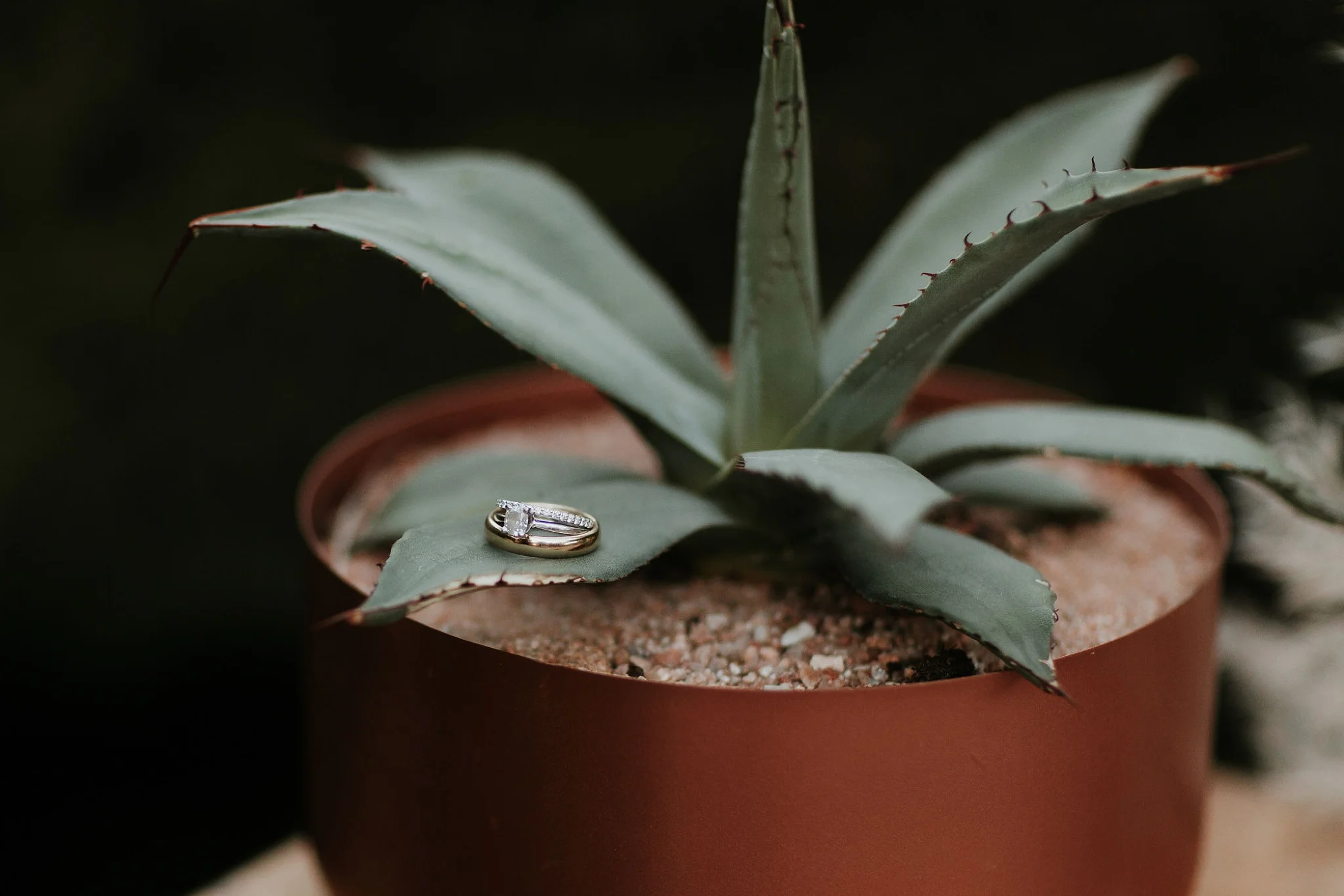 Alicia+lucia+photography+-+albuquerque+wedding+photographer+-+santa+fe+wedding+photography+-+new+mexico+wedding+photographer+-+new+mexico+wedding+-+santa+fe+wedding+-+albuquerque+wedding+-+wedding+rings+-+engagement+rings_0011.jpg