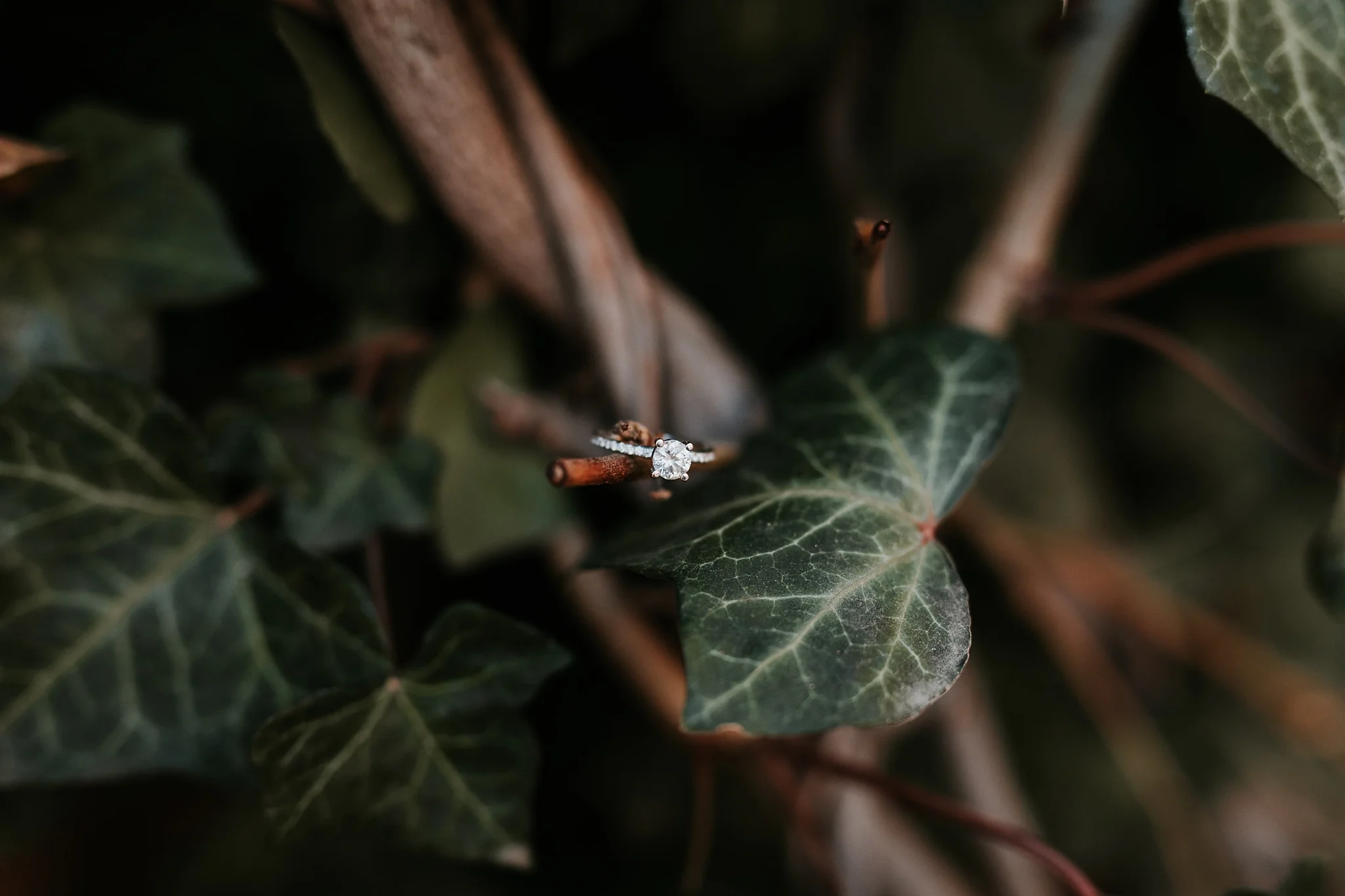 Alicia+lucia+photography+-+albuquerque+wedding+photographer+-+santa+fe+wedding+photography+-+new+mexico+wedding+photographer+-+new+mexico+wedding+-+santa+fe+wedding+-+albuquerque+wedding+-+wedding+rings+-+engagement+rings_0043.jpg