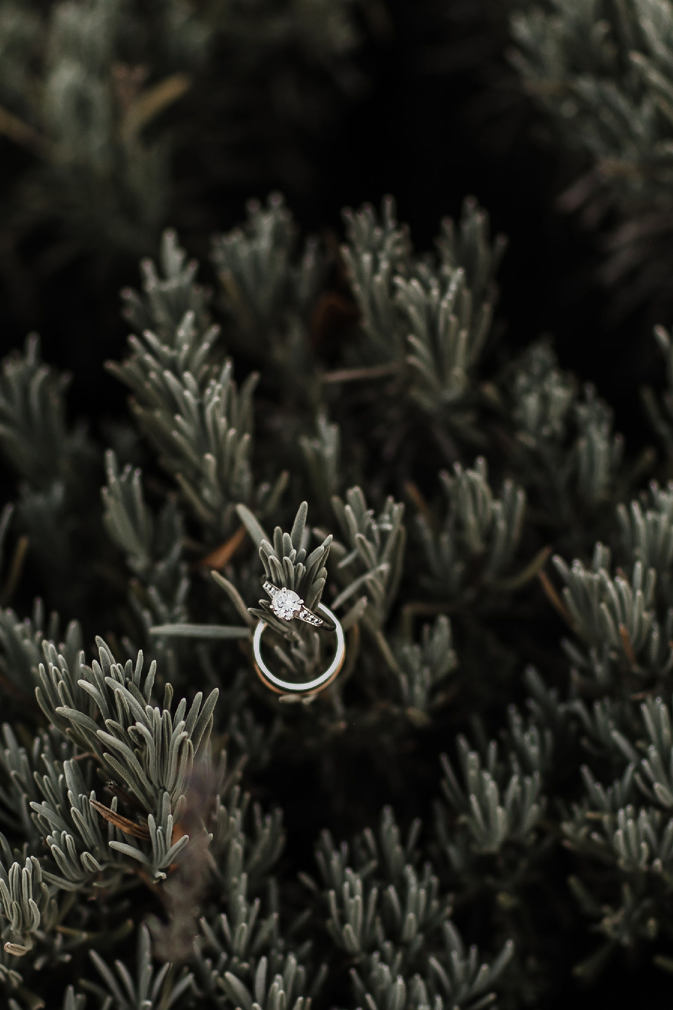Alicia+lucia+photography+-+albuquerque+wedding+photographer+-+santa+fe+wedding+photography+-+new+mexico+wedding+photographer+-+new+mexico+wedding+-+albuquerque+wedding+-+los+poblanos+wedding+-+fall+wedding_0051.jpg