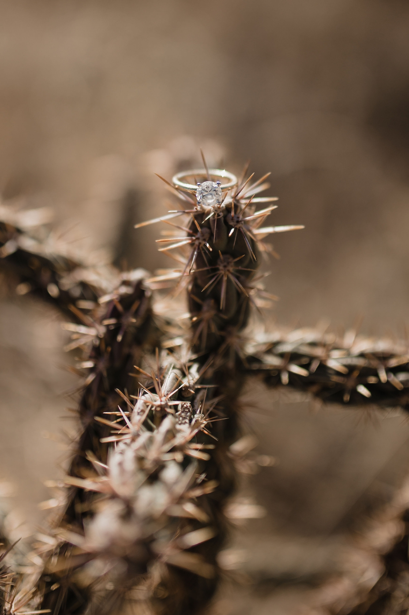 Alicia+lucia+photography+-+albuquerque+wedding+photographer+-+santa+fe+wedding+photography+-+new+mexico+wedding+photographer+-+new+mexico+wedding+-+new+mexico+engagement+-+new+york+bride+-+new+york+couple+-+desert+engagement_0018.jpg