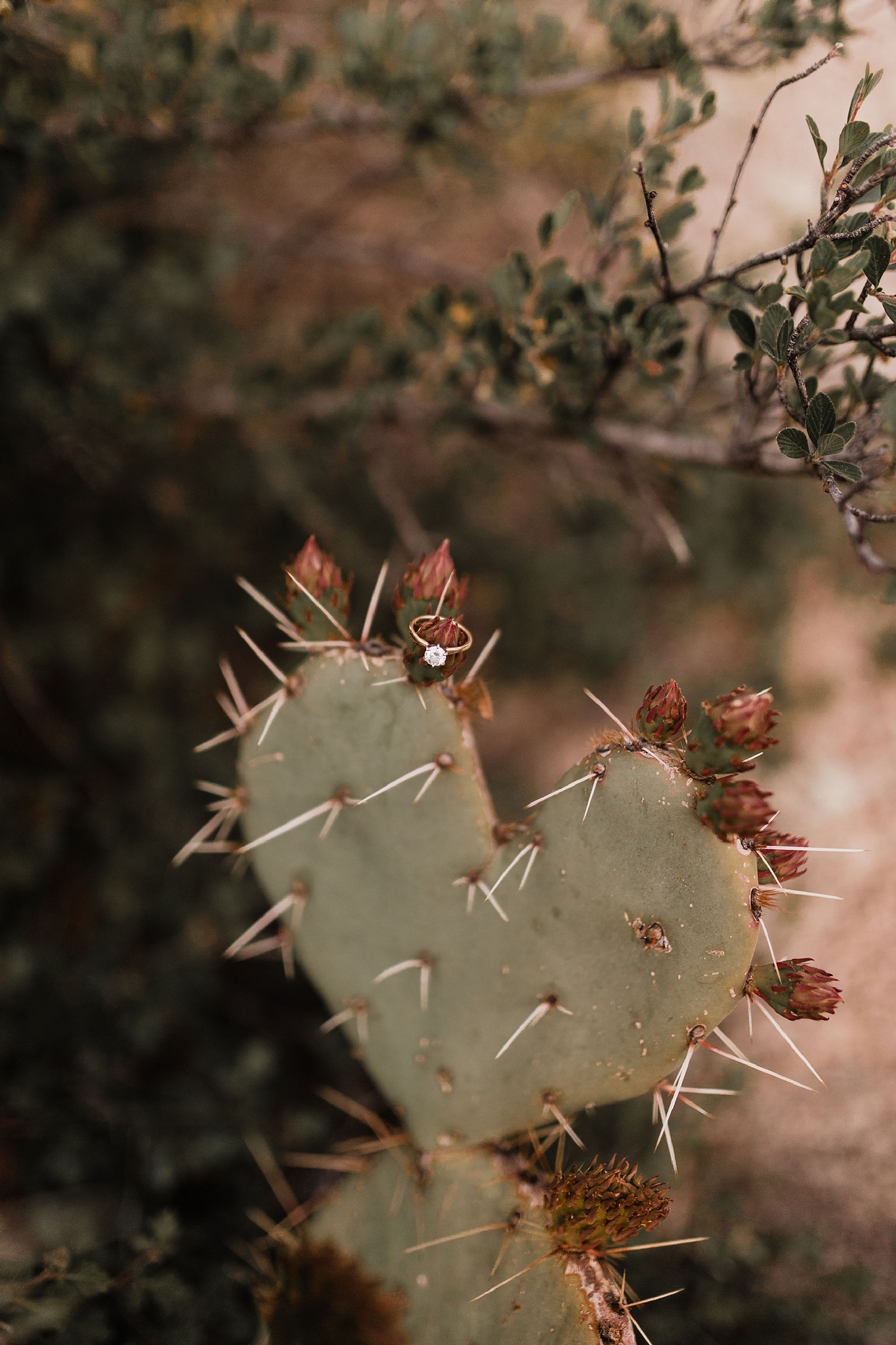 Alicia+lucia+photography+-+albuquerque+wedding+photographer+-+santa+fe+wedding+photography+-+new+mexico+wedding+photographer+-+new+mexico+wedding+-+new+mexico+engagement+-+mountain+engagement+-+casa+perea+wedding_0012.jpg