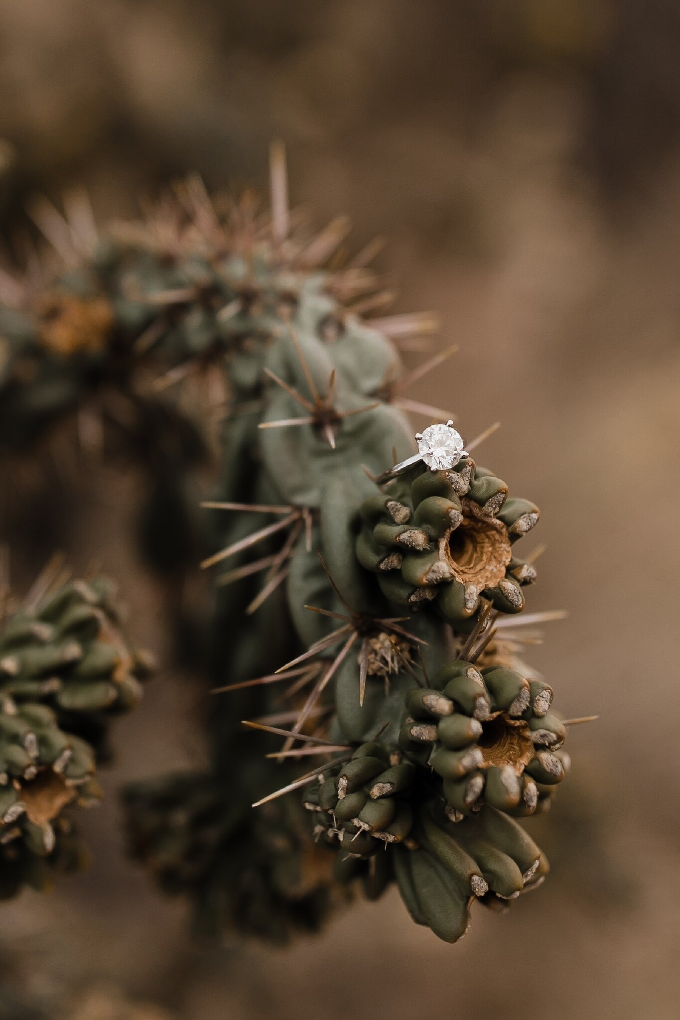 Alicia+lucia+photography+-+albuquerque+wedding+photographer+-+santa+fe+wedding+photography+-+new+mexico+wedding+photographer+-+new+mexico+wedding+-+albuquerque+engagement+-+old+town+engagement+-+christmas+engagement+-+holiday+engagement_0036.jpg