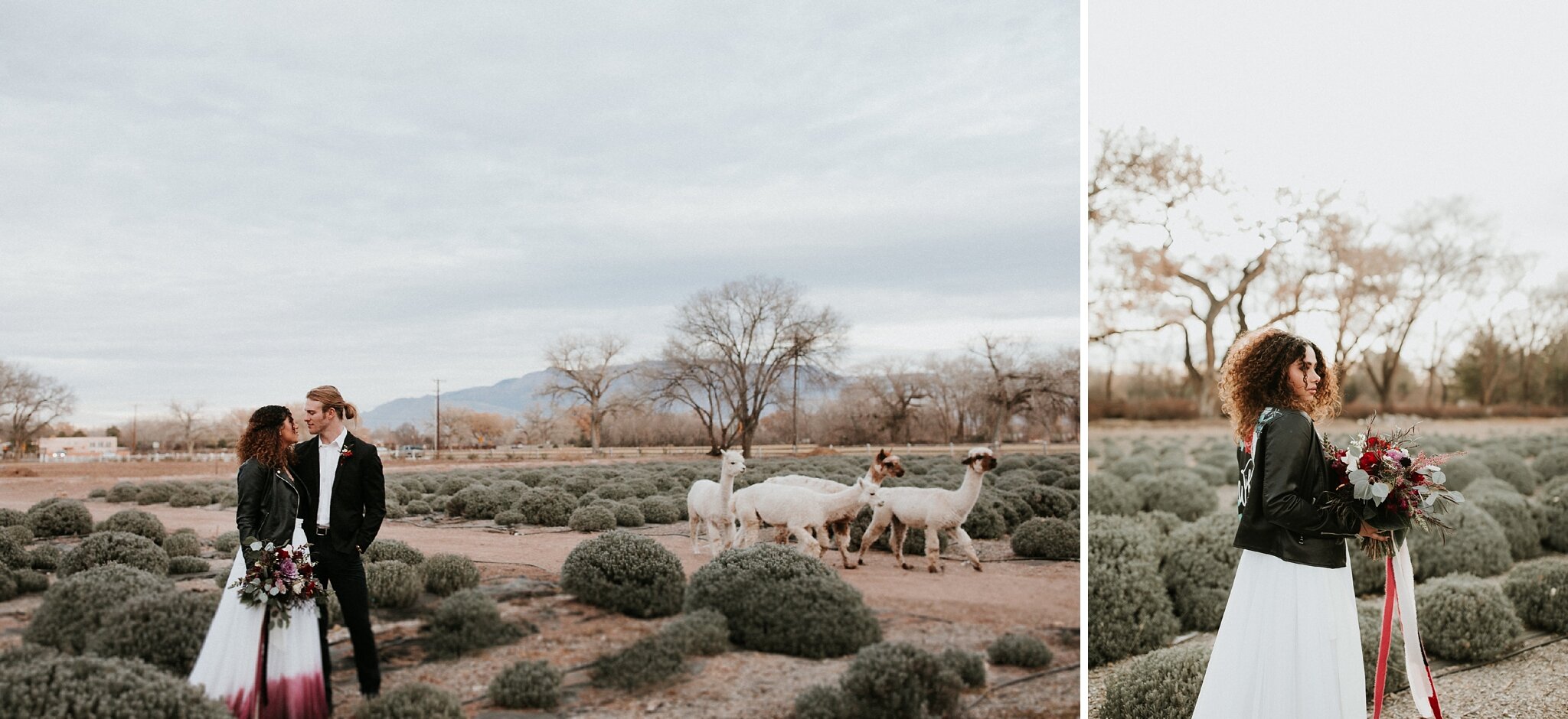 Alicia+lucia+photography+-+albuquerque+wedding+photographer+-+santa+fe+wedding+photography+-+new+mexico+wedding+photographer+-+new+mexico+wedding+-+southwest+photographer+-+destination+photographer+-+santa+fe+wedding+-+albuquerque+wedding_0148.jpg