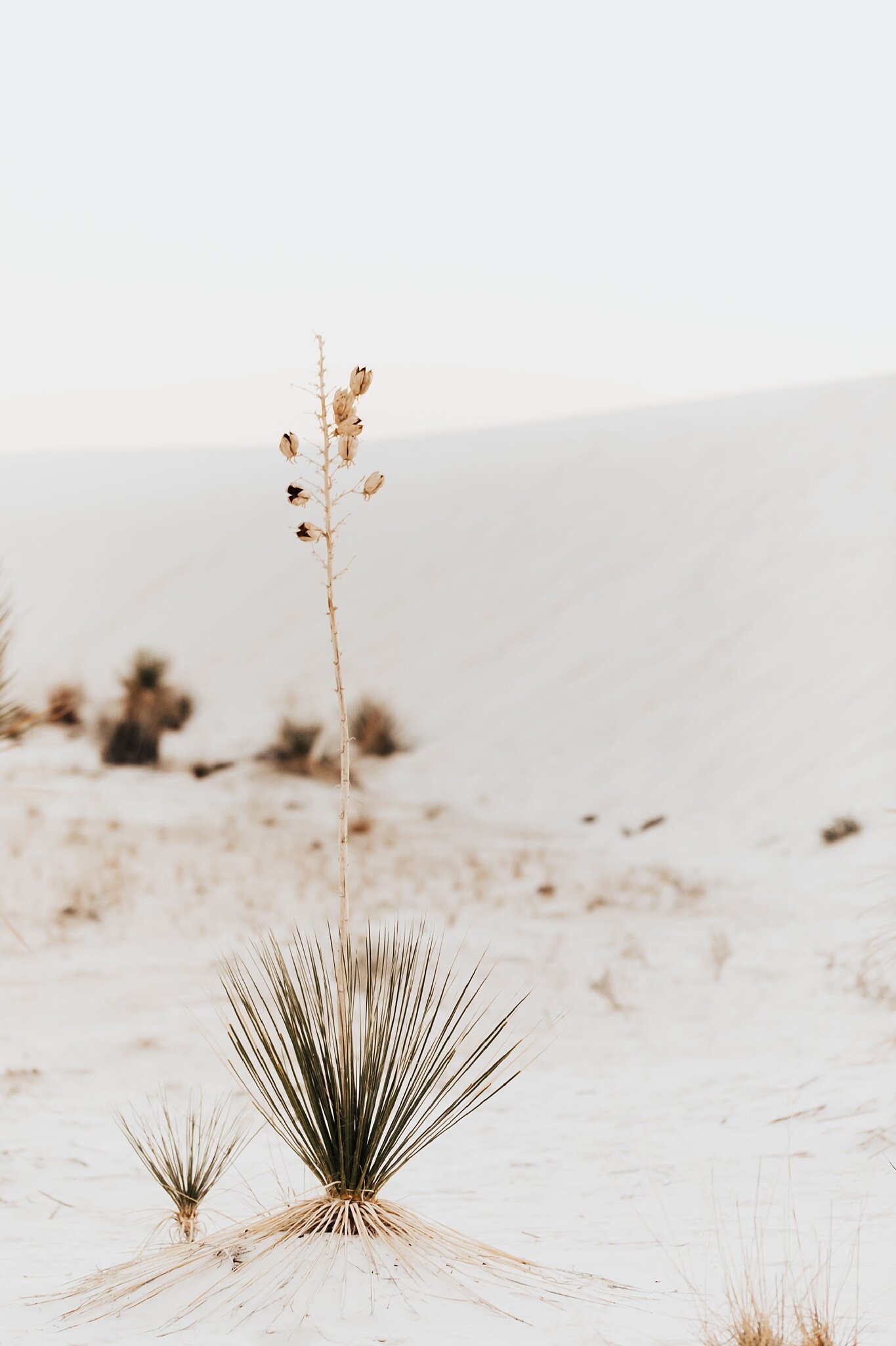 Alicia+lucia+photography+-+albuquerque+wedding+photographer+-+santa+fe+wedding+photography+-+new+mexico+wedding+photographer+-+new+mexico+wedding+-+white+sands+-+white+sands+wedding+-+white+sands+elopement+-+national+park+elopement_0002.jpg