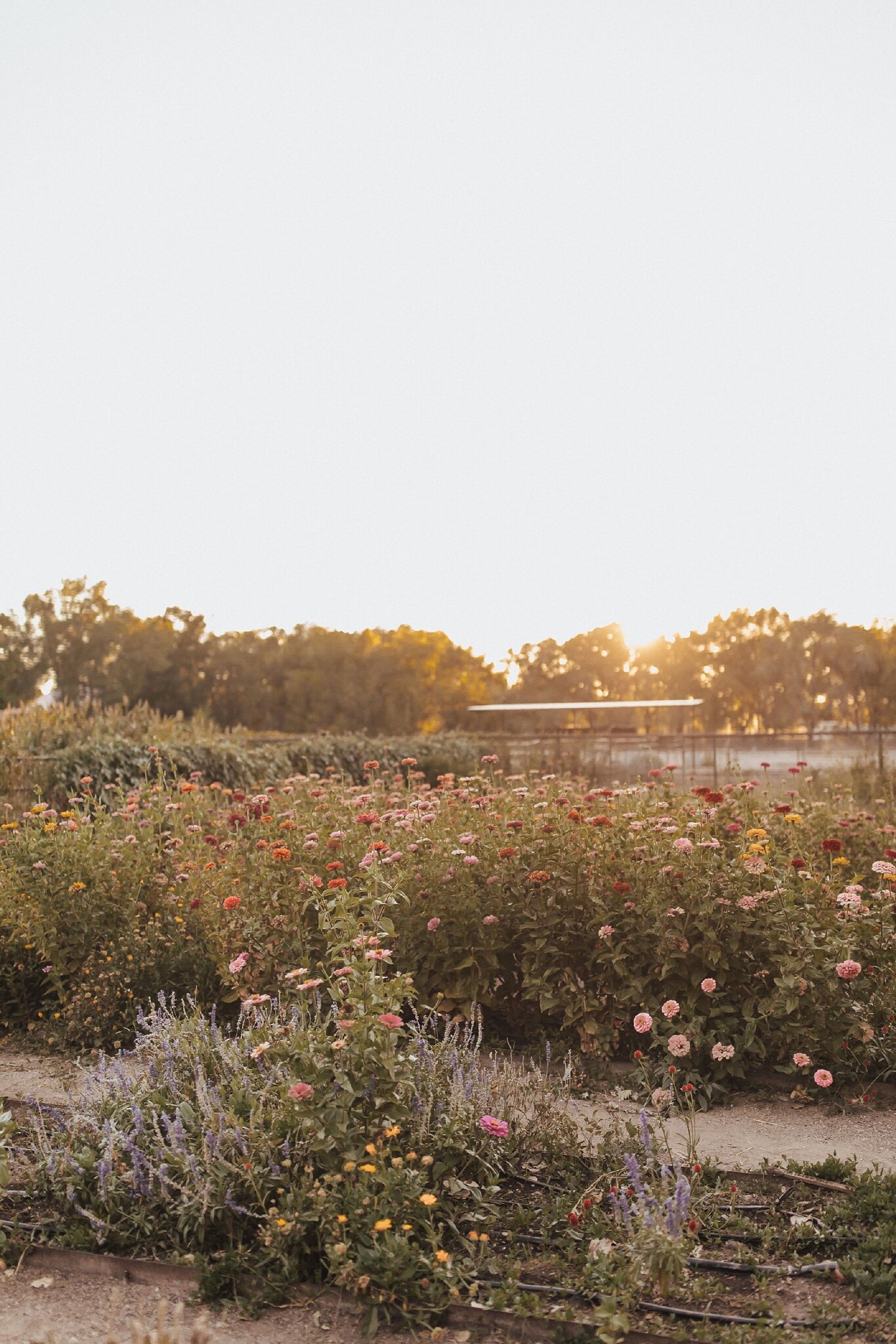 Alicia+lucia+photography+-+albuquerque+wedding+photographer+-+santa+fe+wedding+photography+-+new+mexico+wedding+photographer+-+new+mexico+wedding+-+elopement+-+new+mexico+elopement+-+southwest+elopement_0062.jpg