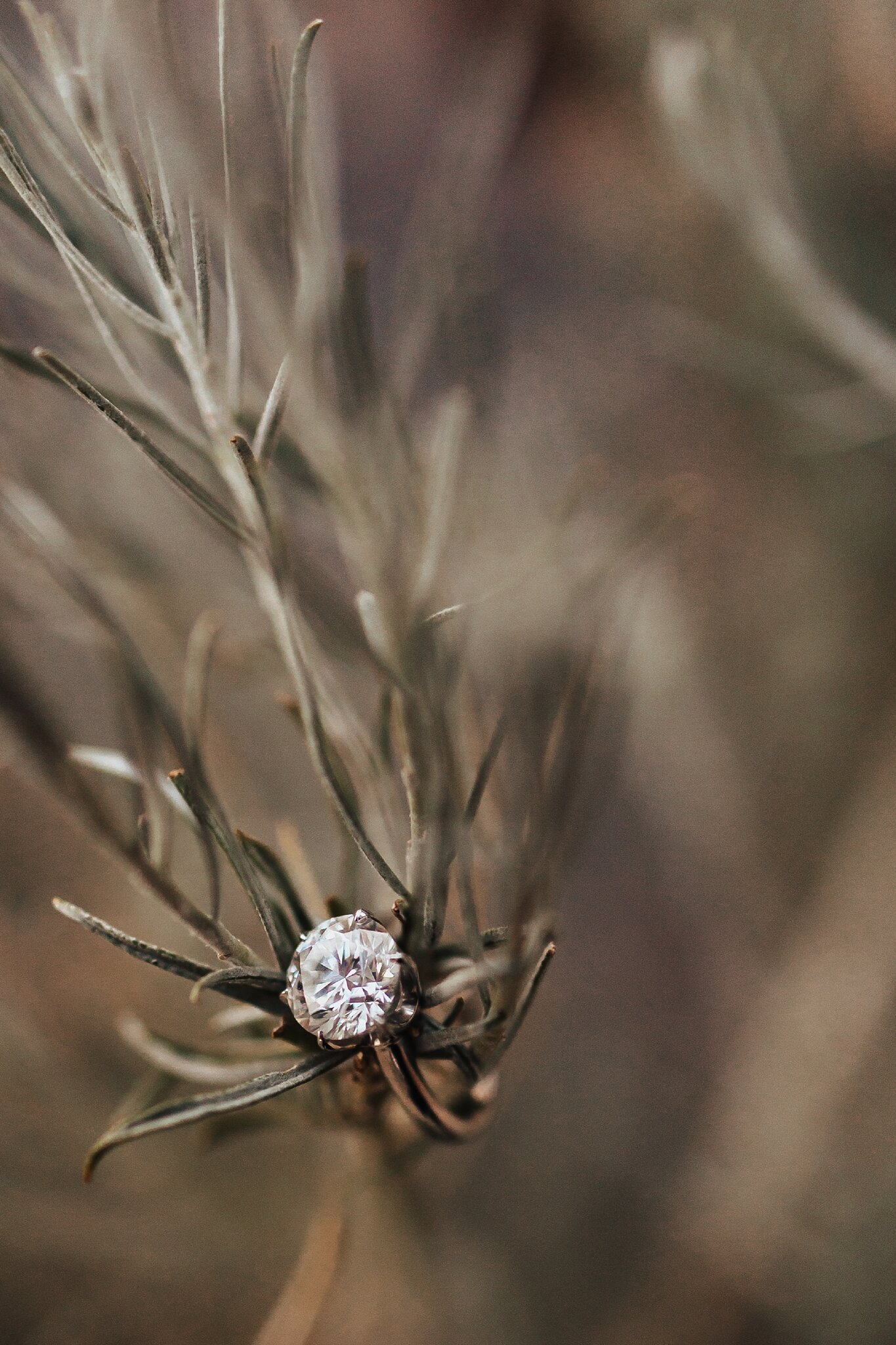 Alicia+lucia+photography+-+albuquerque+wedding+photographer+-+santa+fe+wedding+photography+-+new+mexico+wedding+photographer+-+new+mexico+wedding+-+engagement+-+new+mexico+engagement+-+desert+engagement+-+southwest+engagement_0030.jpg