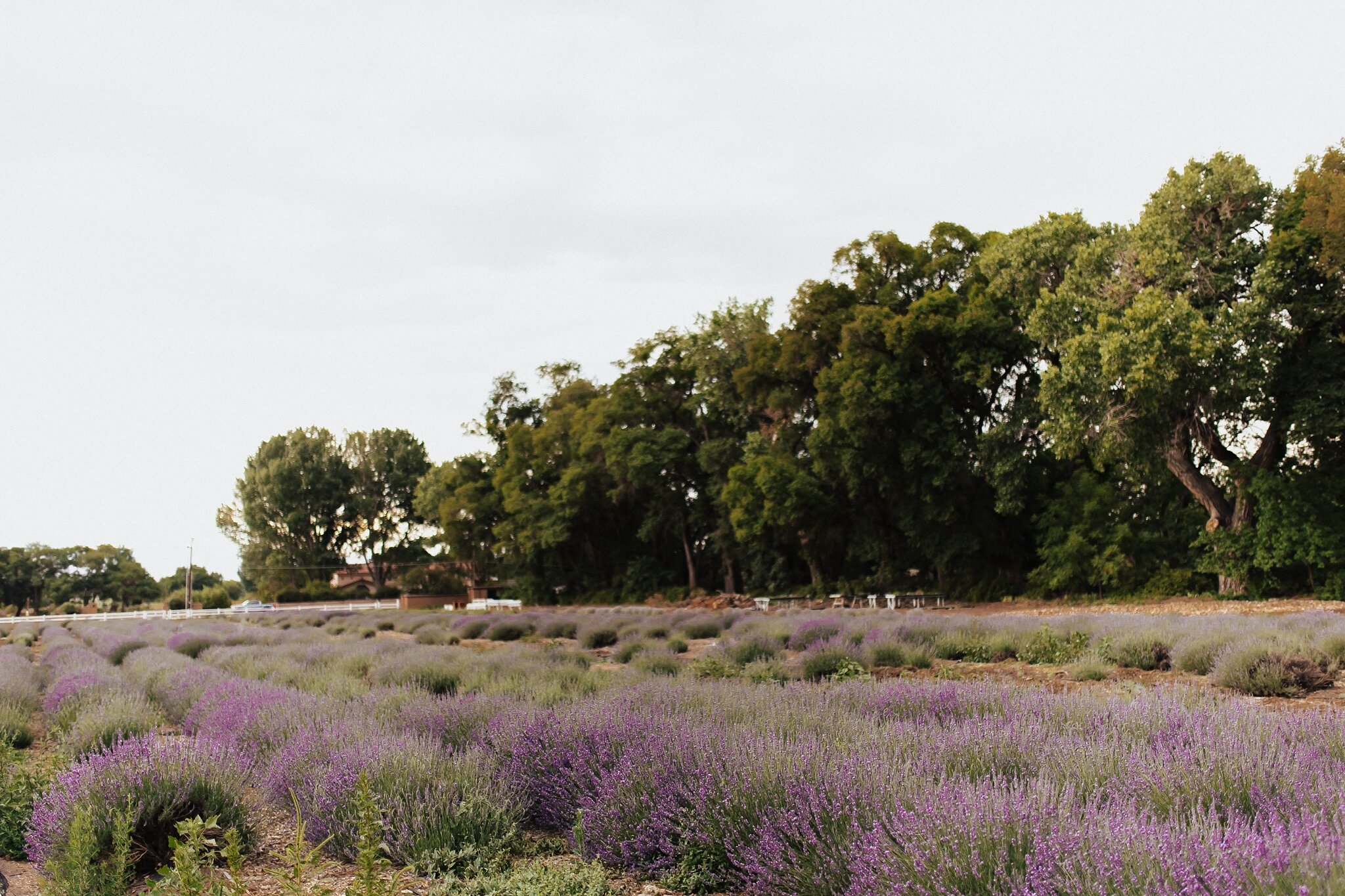 Alicia+lucia+photography+-+albuquerque+wedding+photographer+-+santa+fe+wedding+photography+-+new+mexico+wedding+photographer+-+new+mexico+wedding+-+los+poblanos+-+los+poblanos+wedding+-+los+poblanos+engagement+-+bishops+lodge+wedding_0001.jpg