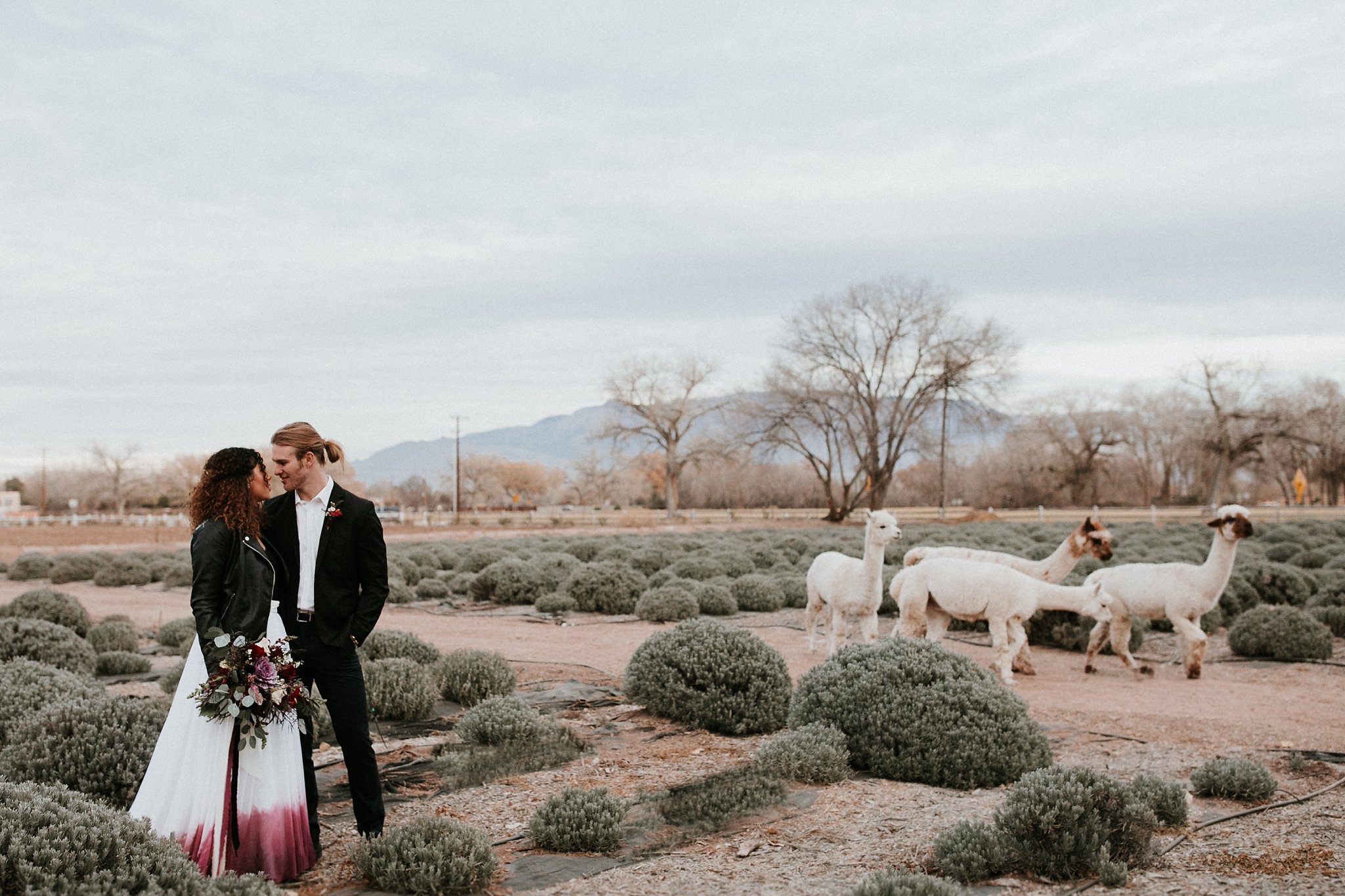 Alicia+lucia+photography+-+albuquerque+wedding+photographer+-+santa+fe+wedding+photography+-+new+mexico+wedding+photographer+-+new+mexico+wedding+-+nola+wedding+-+winter+wedding+-+santa+fe+wedding+-+new+mexico+wedding_0036.jpg