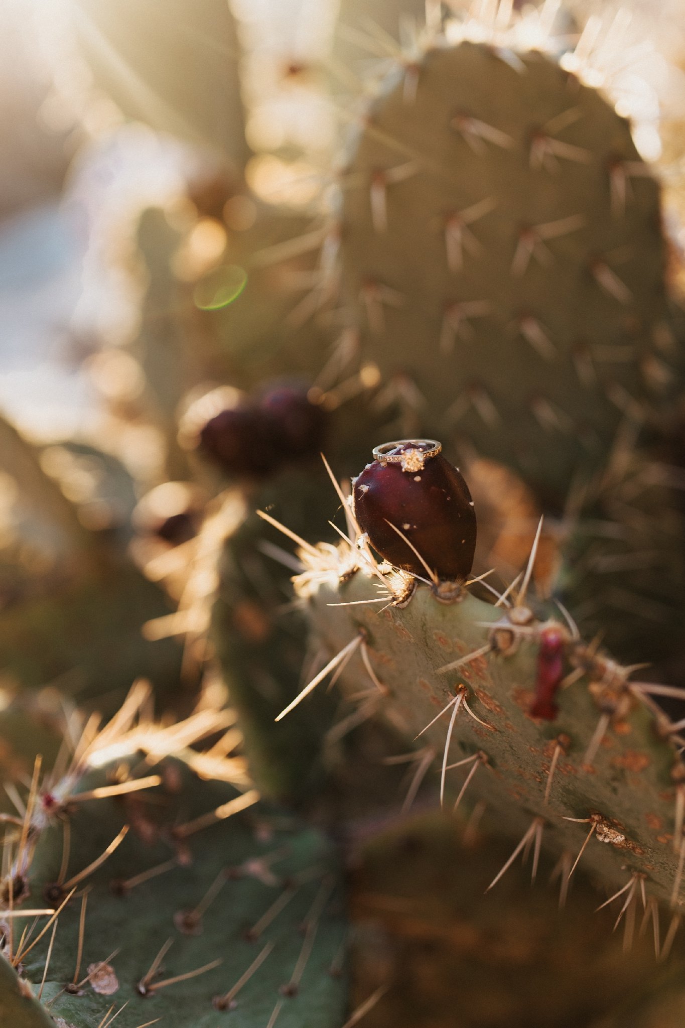 Alicia+lucia+photography+-+albuquerque+wedding+photographer+-+santa+fe+wedding+photography+-+new+mexico+wedding+photographer+-+new+mexico+wedding+-+desert+engagement+-+foothills+engagement+-+mountain+engagement_0034.jpg