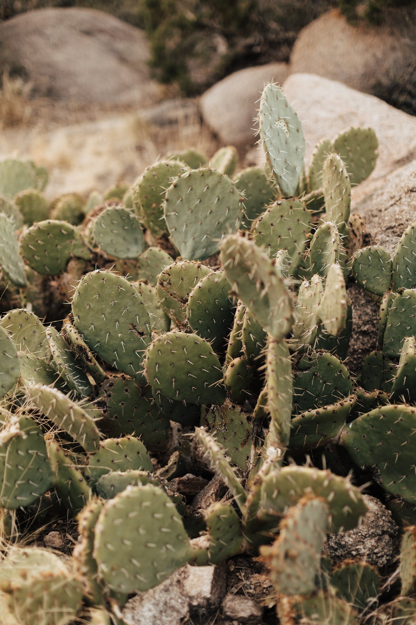 Alicia+lucia+photography+-+albuquerque+wedding+photographer+-+santa+fe+wedding+photography+-+new+mexico+wedding+photographer+-+new+mexico+wedding+-+new+mexico+engagement+-+mountain+engagement+-+desert+engagement+-+southwest+engagement_0002.jpg