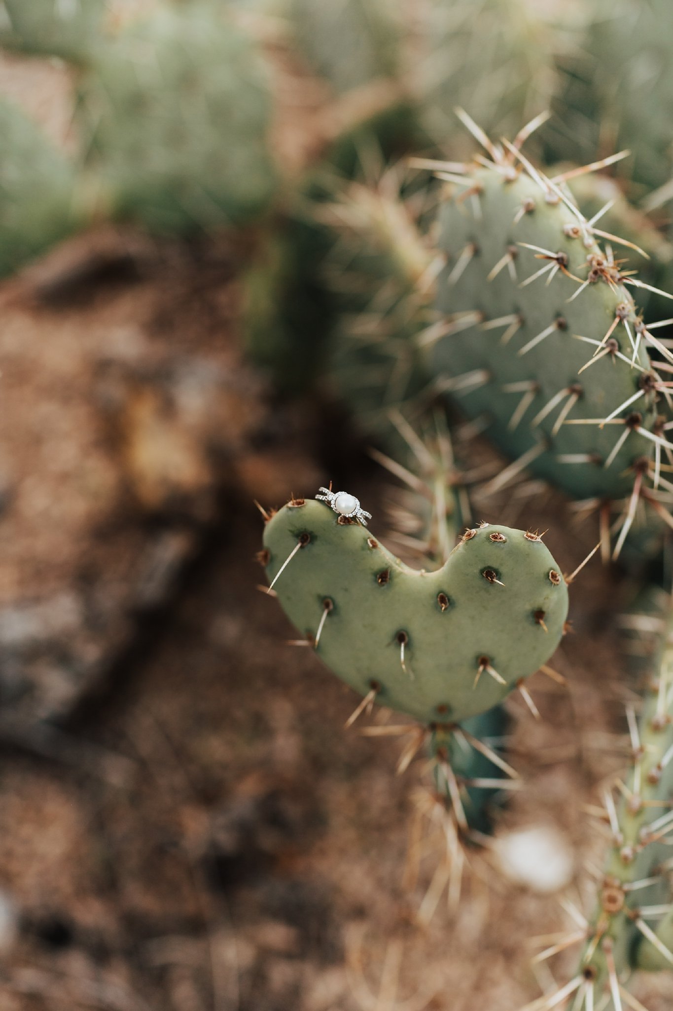 Alicia+lucia+photography+-+albuquerque+wedding+photographer+-+santa+fe+wedding+photography+-+new+mexico+wedding+photographer+-+new+mexico+wedding+-+desert+engagement+-+new+mexico+engagement+-+mountain+engagement+-+albuquerque+engagement_0027.jpg