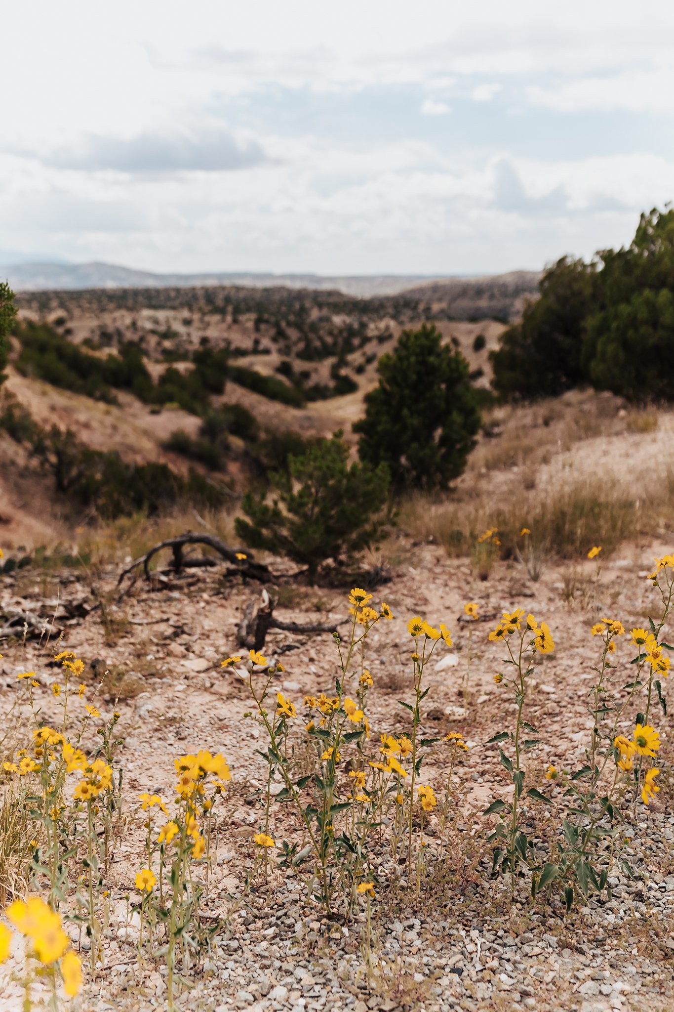 Alicia+lucia+photography+-+albuquerque+wedding+photographer+-+santa+fe+wedding+photography+-+new+mexico+wedding+photographer+-+new+mexico+wedding+-+rancho+gallina+wedding+-+santa+fe+wedding+-+southwest+wedding_0013.jpg