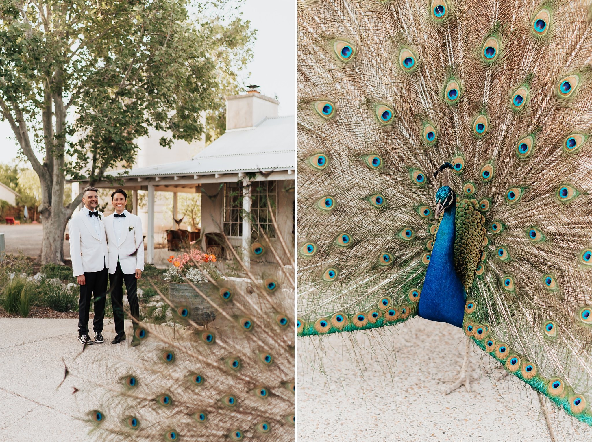 Alicia+lucia+photography+-+albuquerque+wedding+photographer+-+santa+fe+wedding+photography+-+new+mexico+wedding+photographer+-+new+mexico+wedding+-+los+poblanos+wedding+-+lgbtq+wedding+-+southwest+wedding_0095.jpg