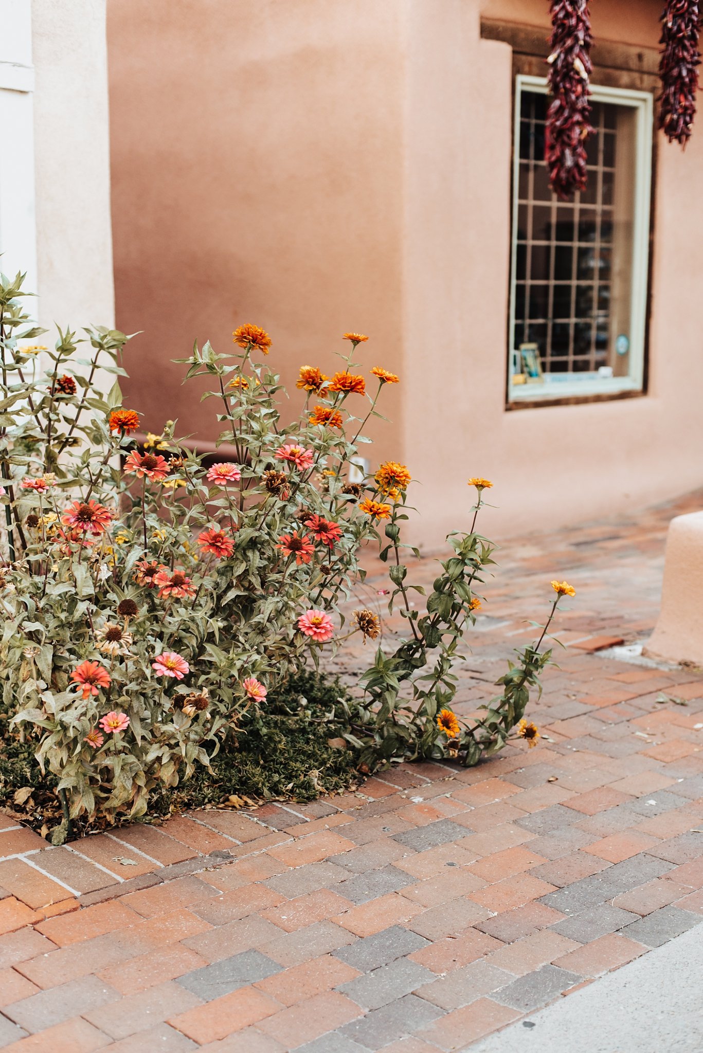 Alicia+lucia+photography+-+albuquerque+wedding+photographer+-+santa+fe+wedding+photography+-+new+mexico+wedding+photographer+-+new+mexico+wedding+-+family+session+-+southwest+wedding+-+santa+fe+wedding_0066.jpg