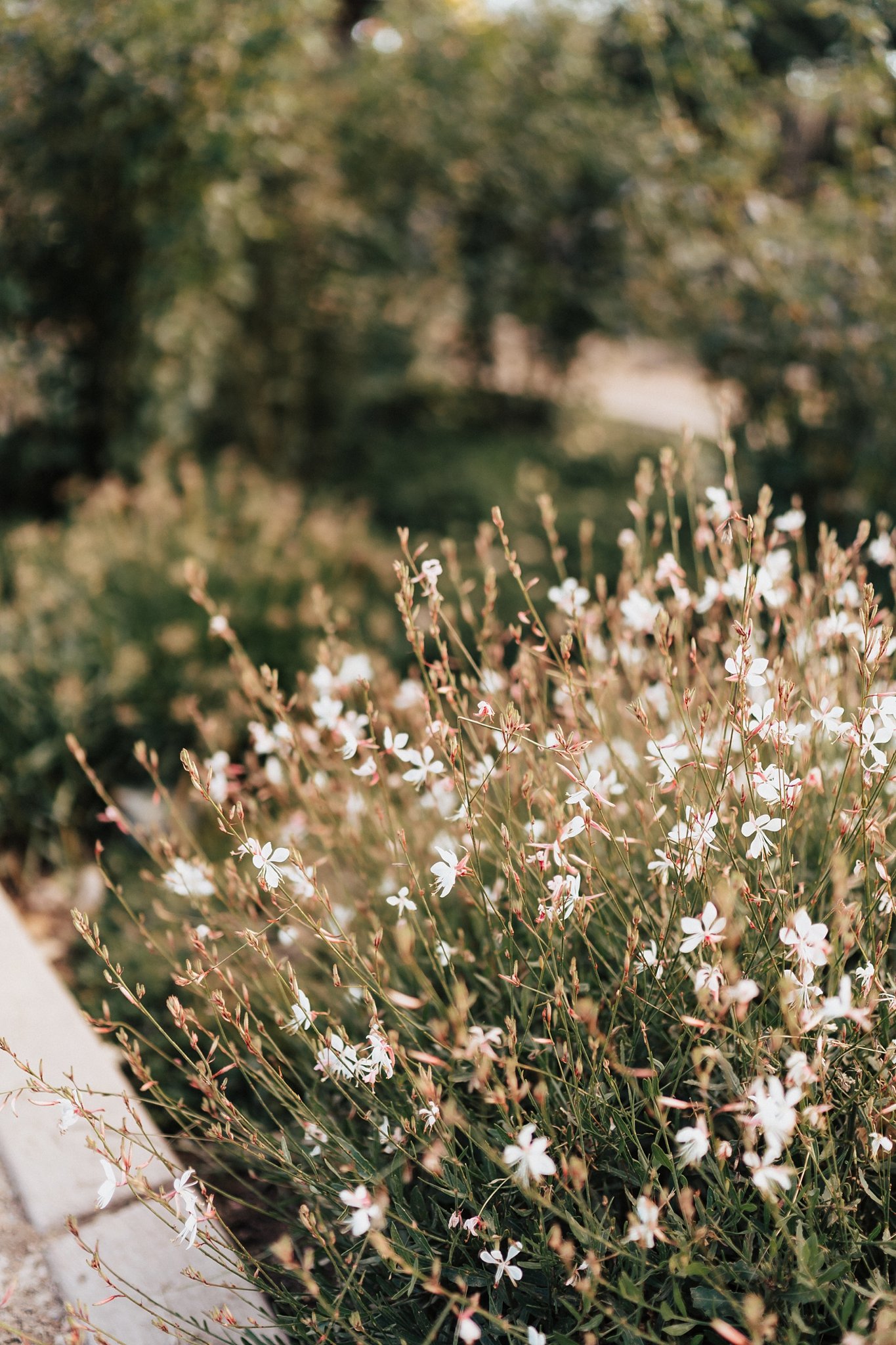 Alicia+lucia+photography+-+albuquerque+wedding+photographer+-+santa+fe+wedding+photography+-+new+mexico+wedding+photographer+-+new+mexico+wedding+-+botanical+garden+wedding+-+garden+wedding+-+garden+elopement_0039.jpg