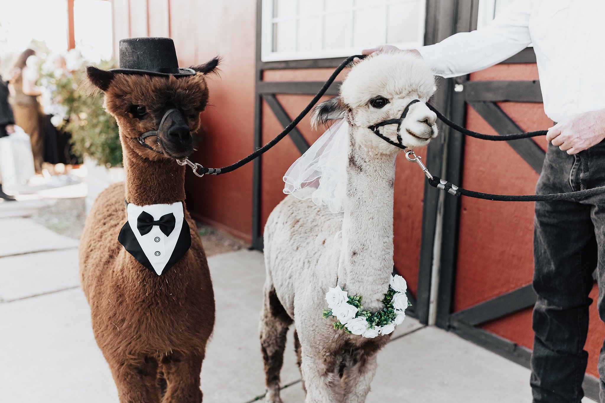 Alicia+lucia+photography+-+albuquerque+wedding+photographer+-+santa+fe+wedding+photography+-+new+mexico+wedding+photographer+-+new+mexico+wedding+-+blame+her+ranch+-+ranch+wedding+-+blame+her+ranch+wedding_0061.jpg