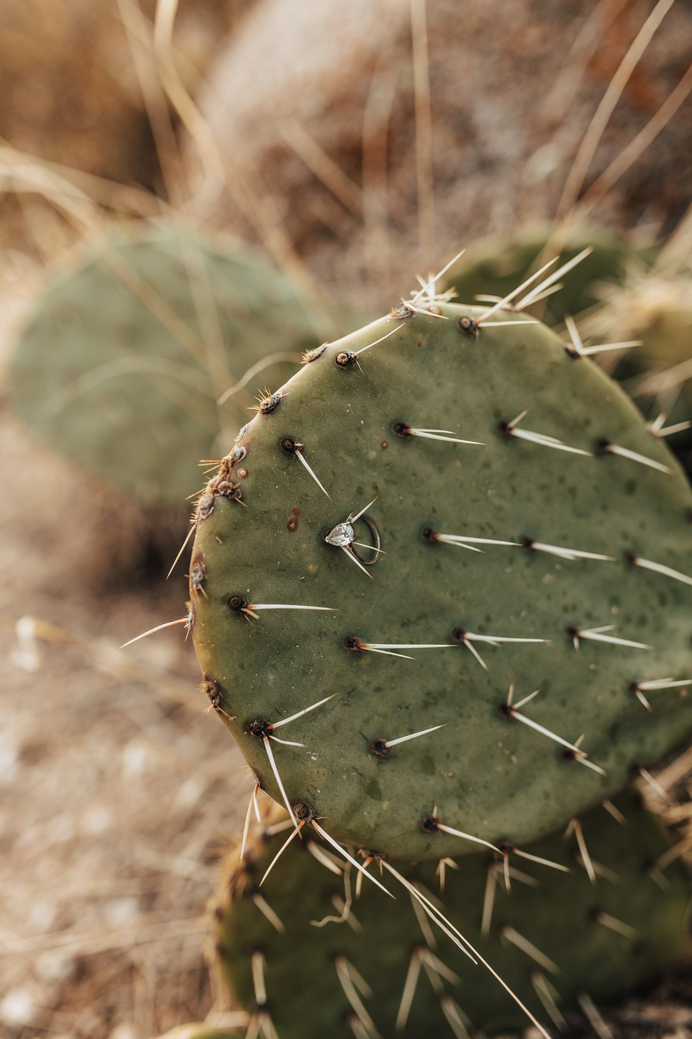 Alicia+lucia+photography+-+albuquerque+wedding+photographer+-+santa+fe+wedding+photography+-+new+mexico+wedding+photographer+-+new+mexico+wedding+-+santa+fe+wedding+-+desert+wedding+-+national+hispanic+cultural+center_0090.jpg