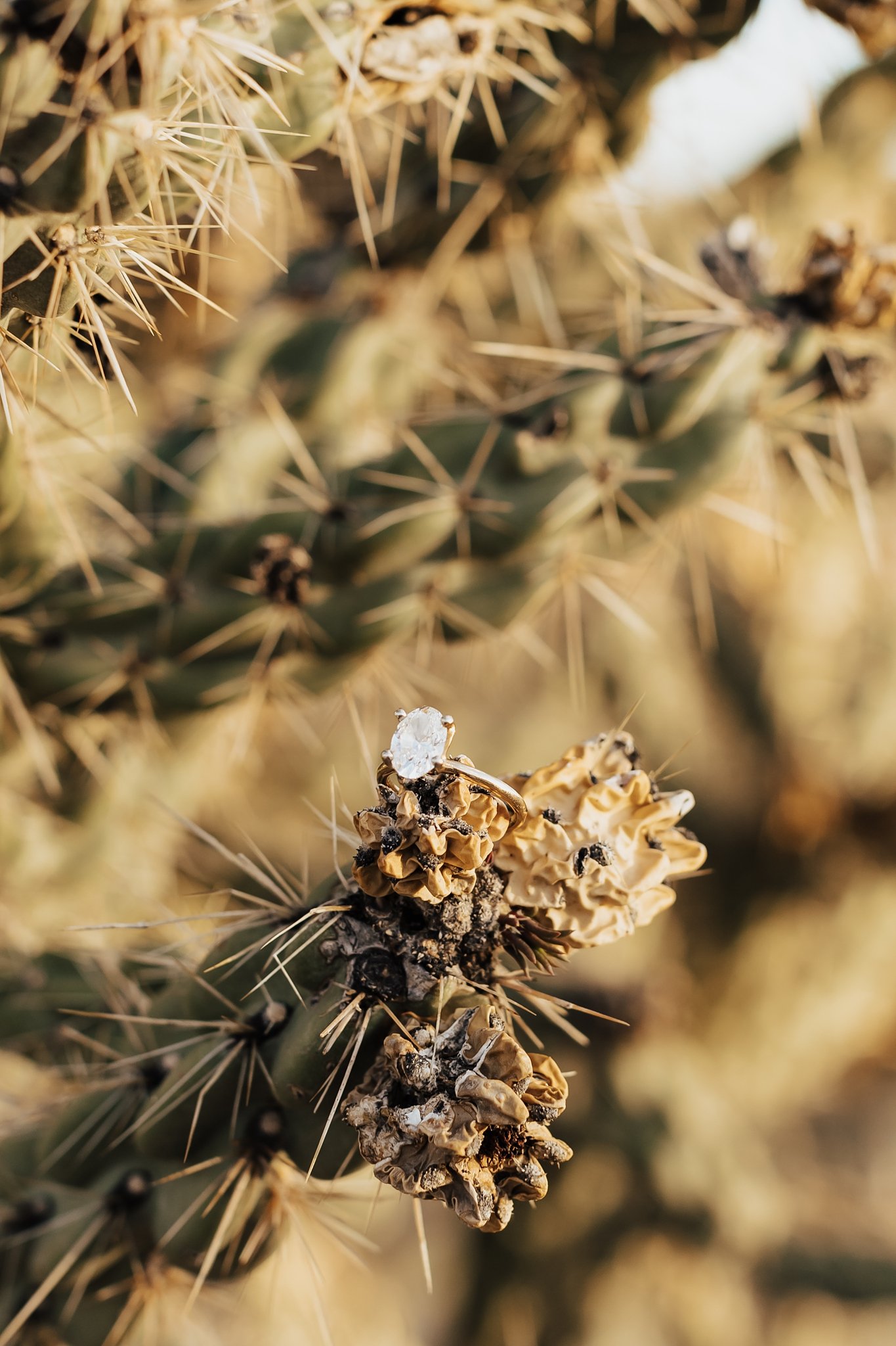 Alicia+lucia+photography+-+blame+her+ranch+-+ranch+wedding+-+desert+wedding_0015.jpg