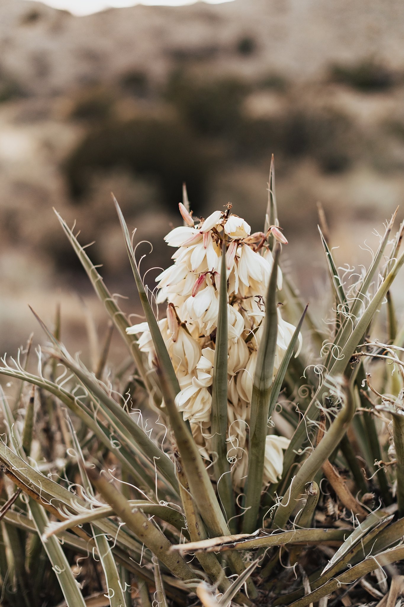 Alicia+lucia+photography+-+blame+her+ranch+-+ranch+wedding+-+desert+wedding_0059.jpg