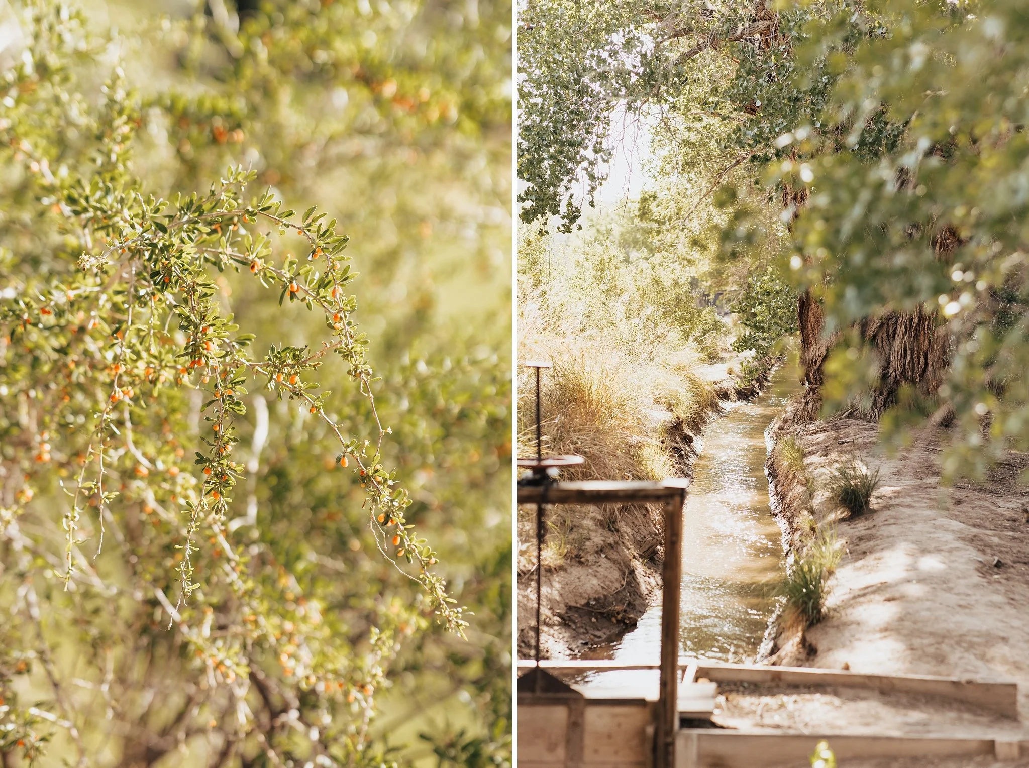Alicia+lucia+photography+-+family+portraits+-+summer+portraits+-+destination+portraits+-+desert+portraits_0002.jpg