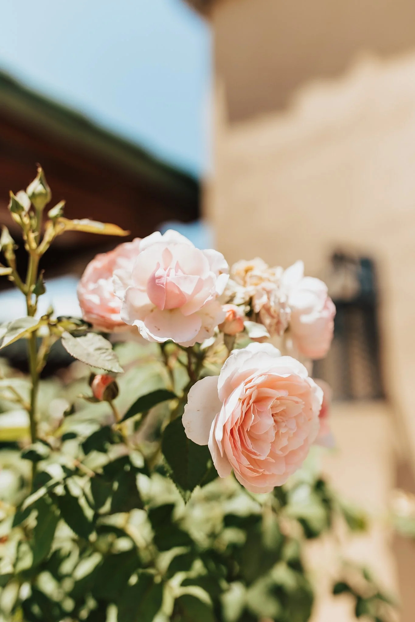 Alicia+lucia+photography+-+winery+engagement+-+casa+rondena+engagement+-+casa+rondena+wedding_0003.jpg