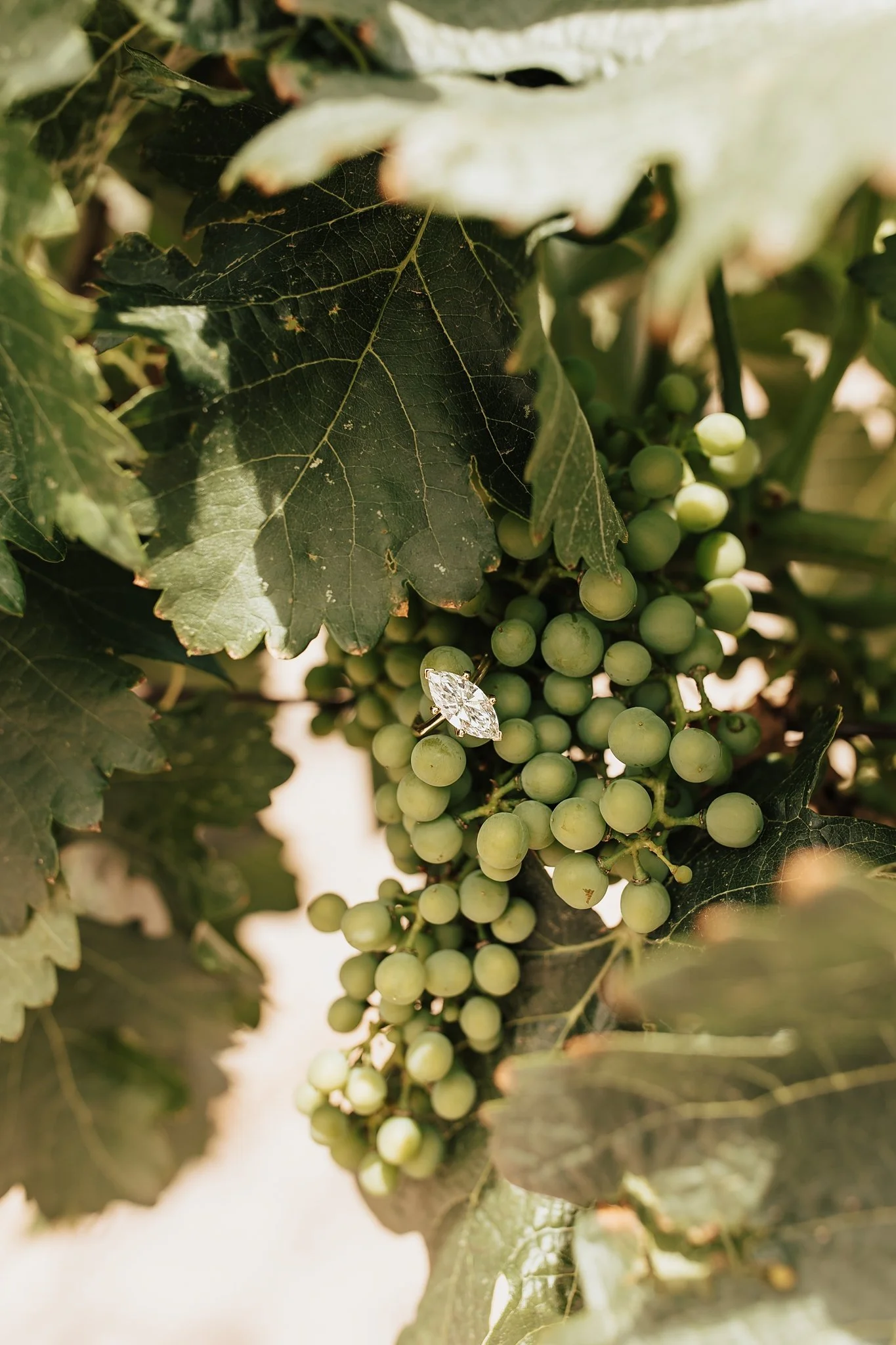 Alicia+lucia+photography+-+winery+engagement+-+casa+rondena+engagement+-+casa+rondena+wedding_0068.jpg