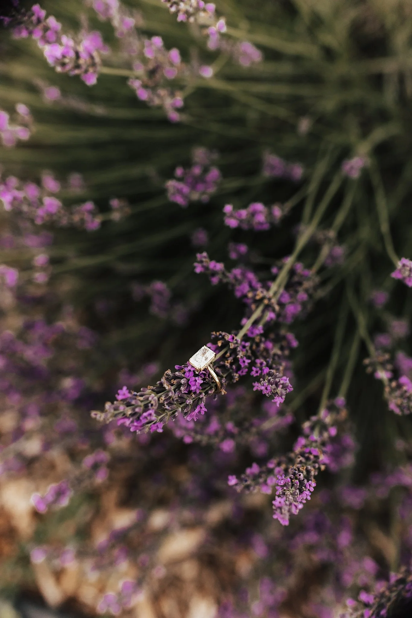 Alicia+lucia+photography+-+los+poblanos+wedding+-+los+poblanos+engagement+-+los+poblanos+farm_0027.jpg