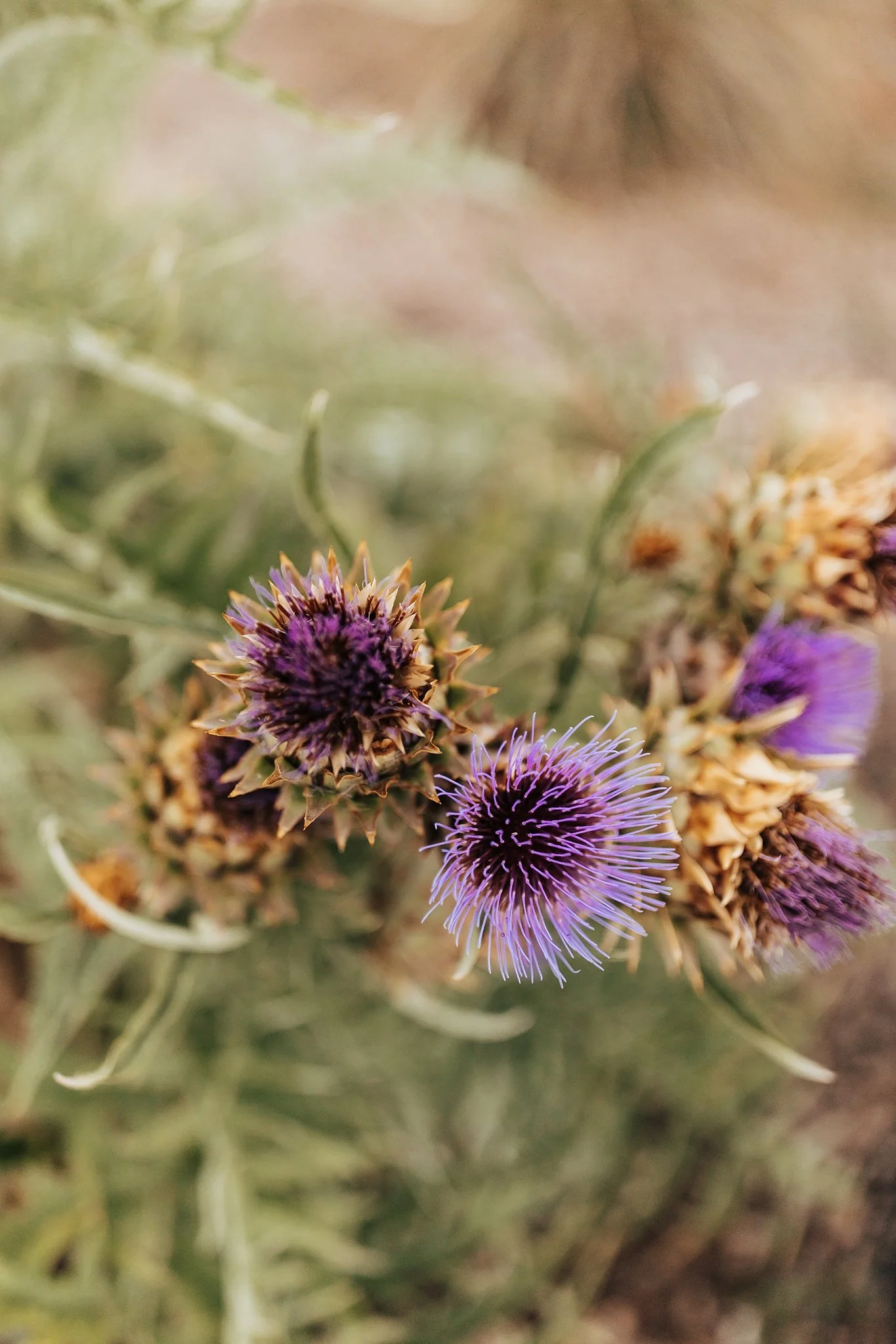 Alicia+lucia+photography+-+los+poblanos+wedding+-+los+poblanos+engagement+-+los+poblanos+farm_0028.jpg