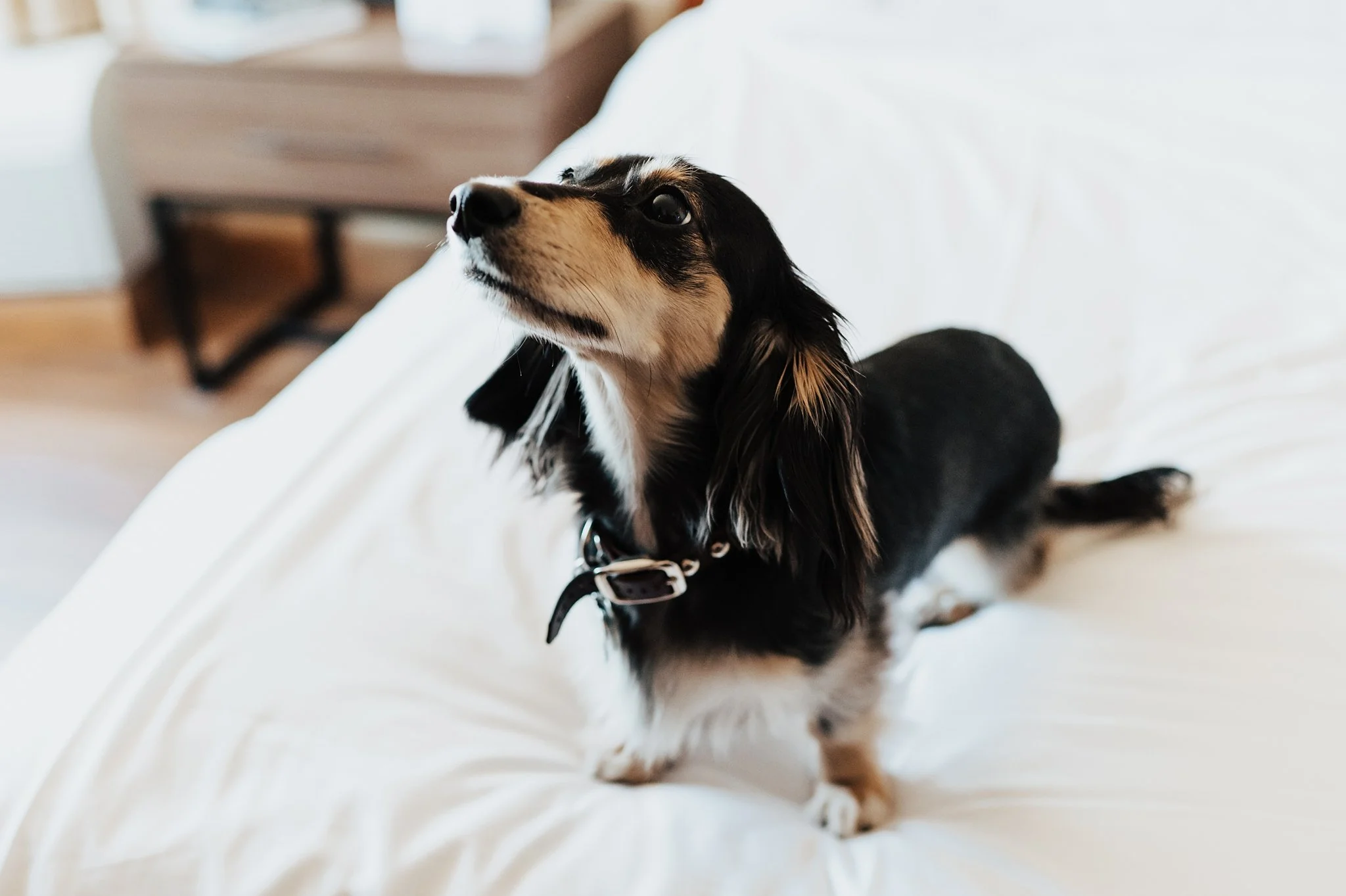Alicia+lucia+photography+-+hotel+albuquerque+-+old+town+wedding+-+albuquerque+wedding_0013.jpg
