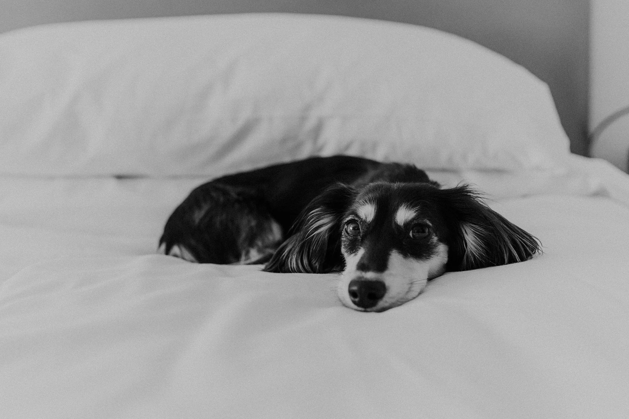 Alicia+lucia+photography+-+hotel+albuquerque+-+old+town+wedding+-+albuquerque+wedding_0015.jpg