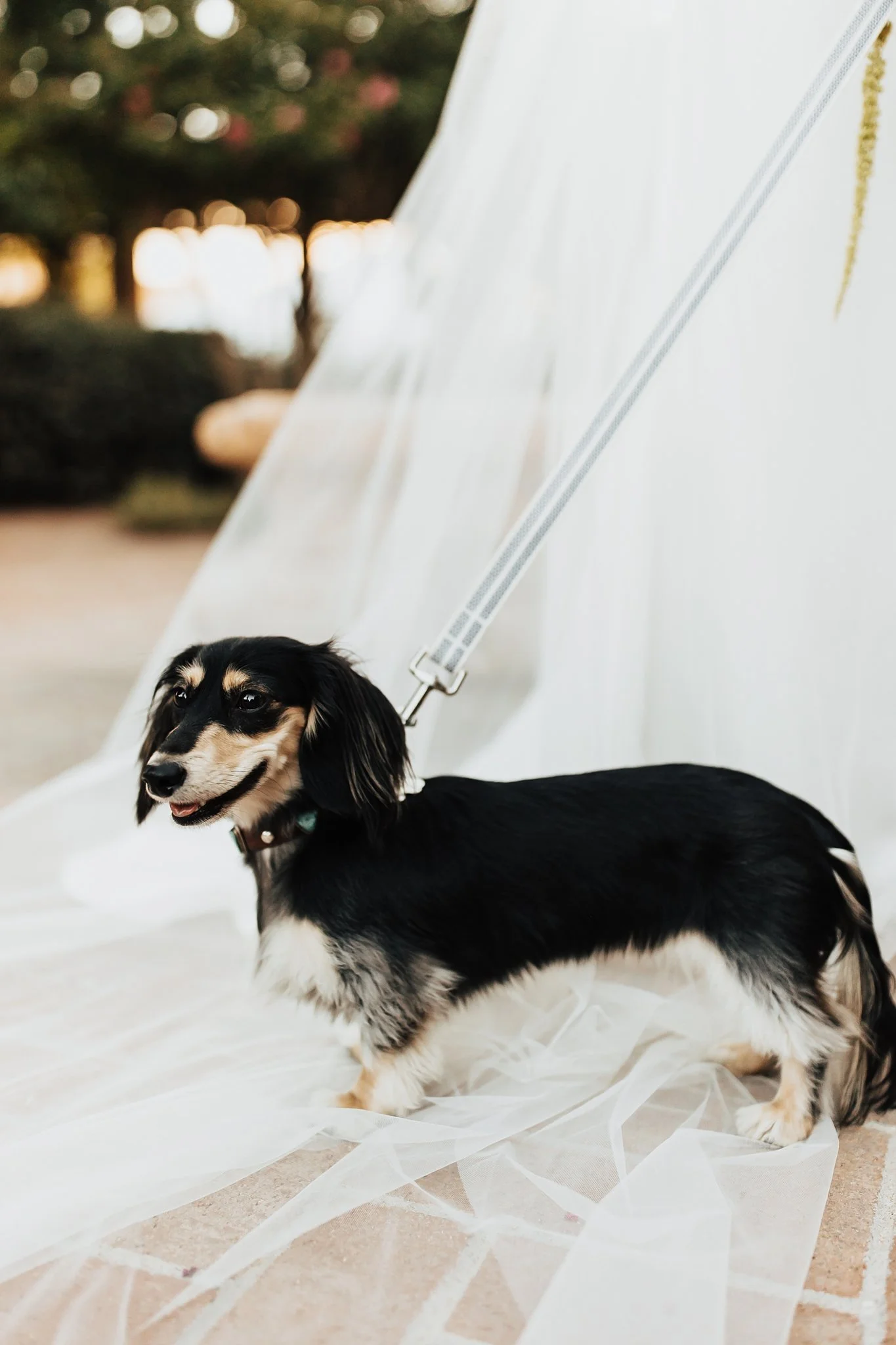 Alicia+lucia+photography+-+hotel+albuquerque+-+old+town+wedding+-+albuquerque+wedding_0092.jpg
