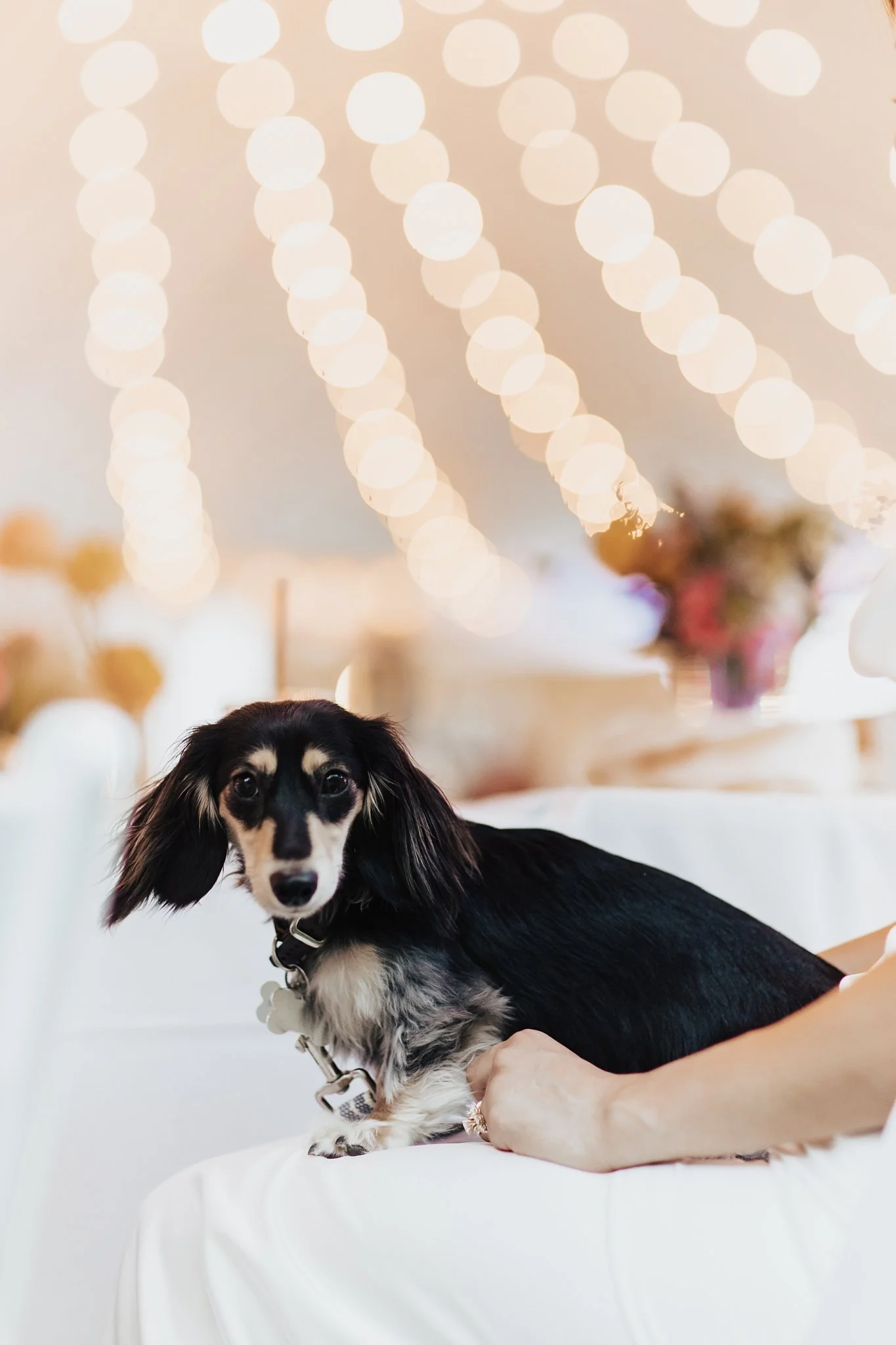 Alicia+lucia+photography+-+hotel+albuquerque+-+old+town+wedding+-+albuquerque+wedding_0137.jpg