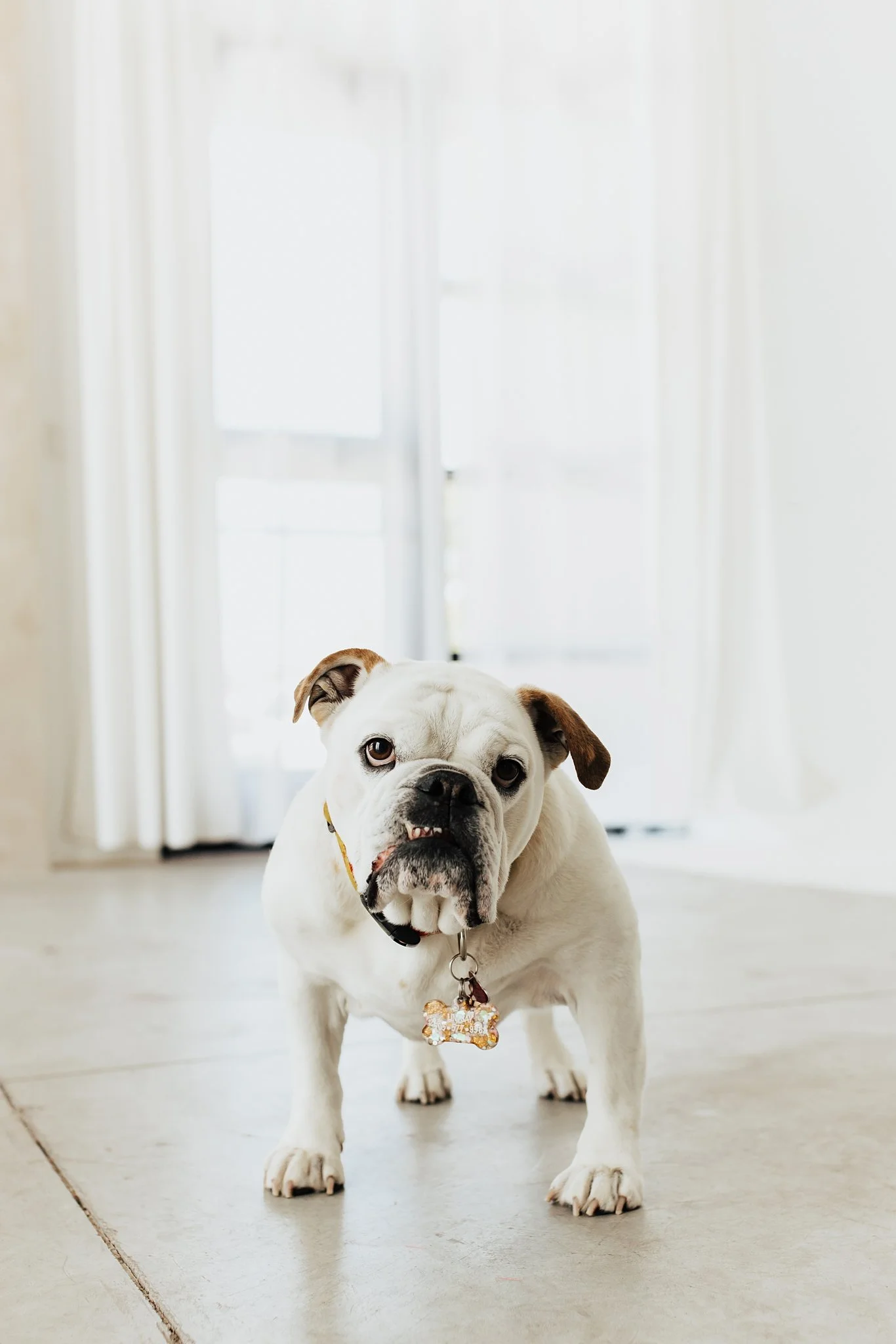 Alicia+lucia+photography+-+portrait+session+-+dog+portrait+photography+-+studio+photography_0004.jpg