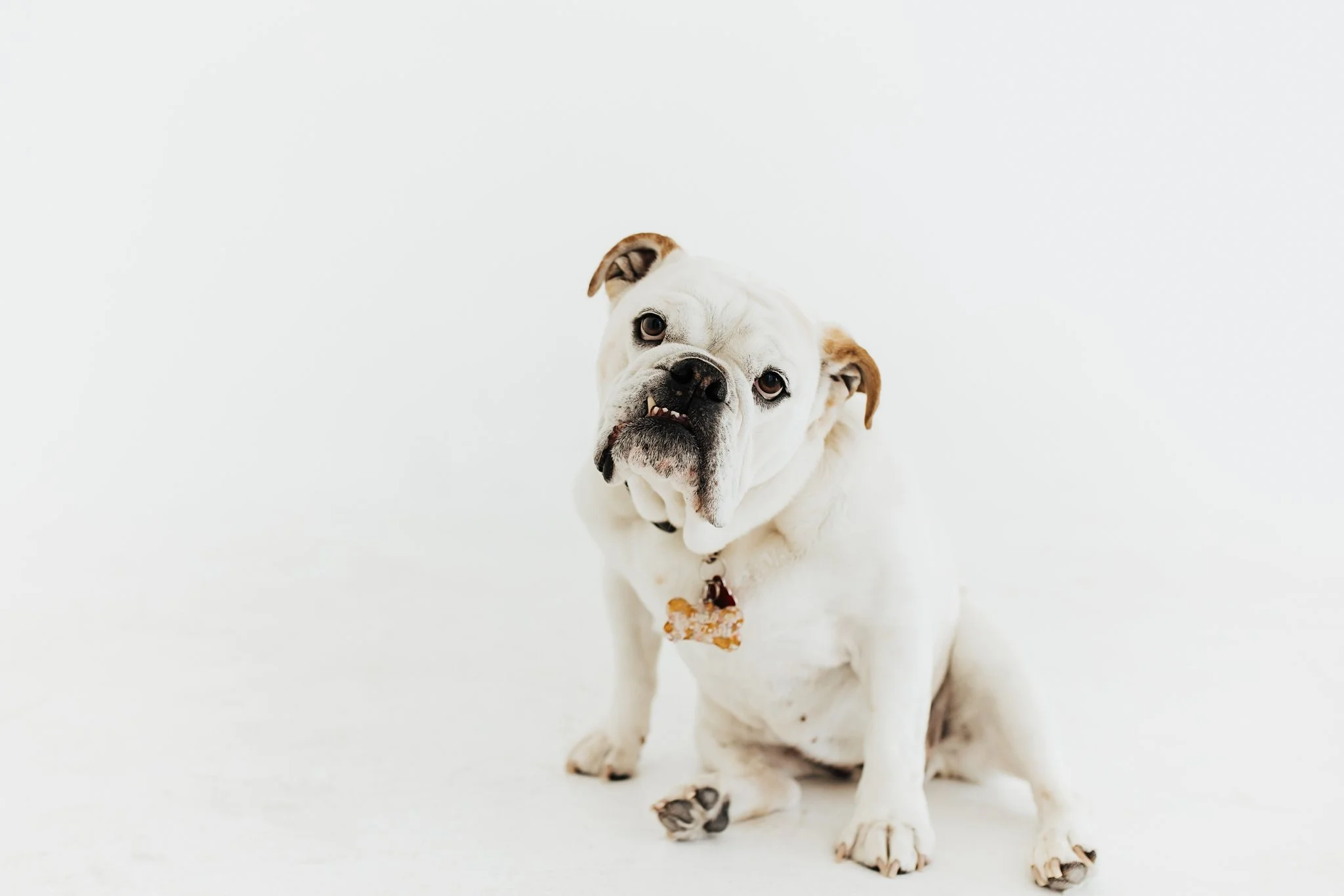 Alicia+lucia+photography+-+portrait+session+-+dog+portrait+photography+-+studio+photography_0013.jpg