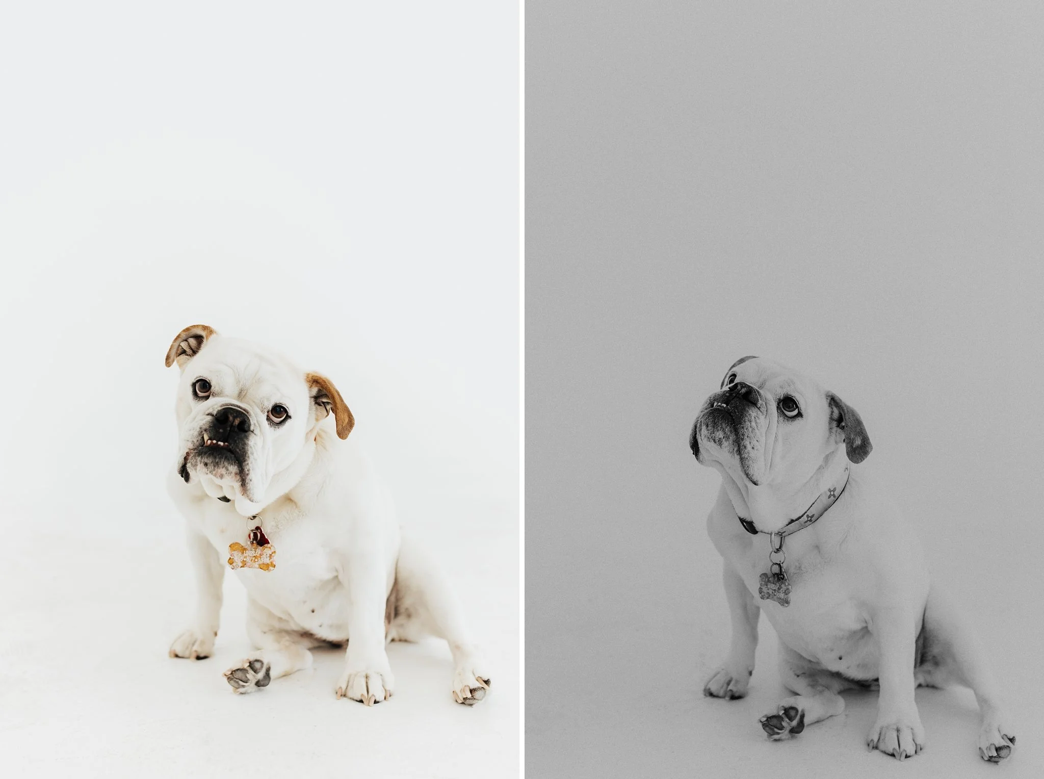Alicia+lucia+photography+-+portrait+session+-+dog+portrait+photography+-+studio+photography_0014.jpg